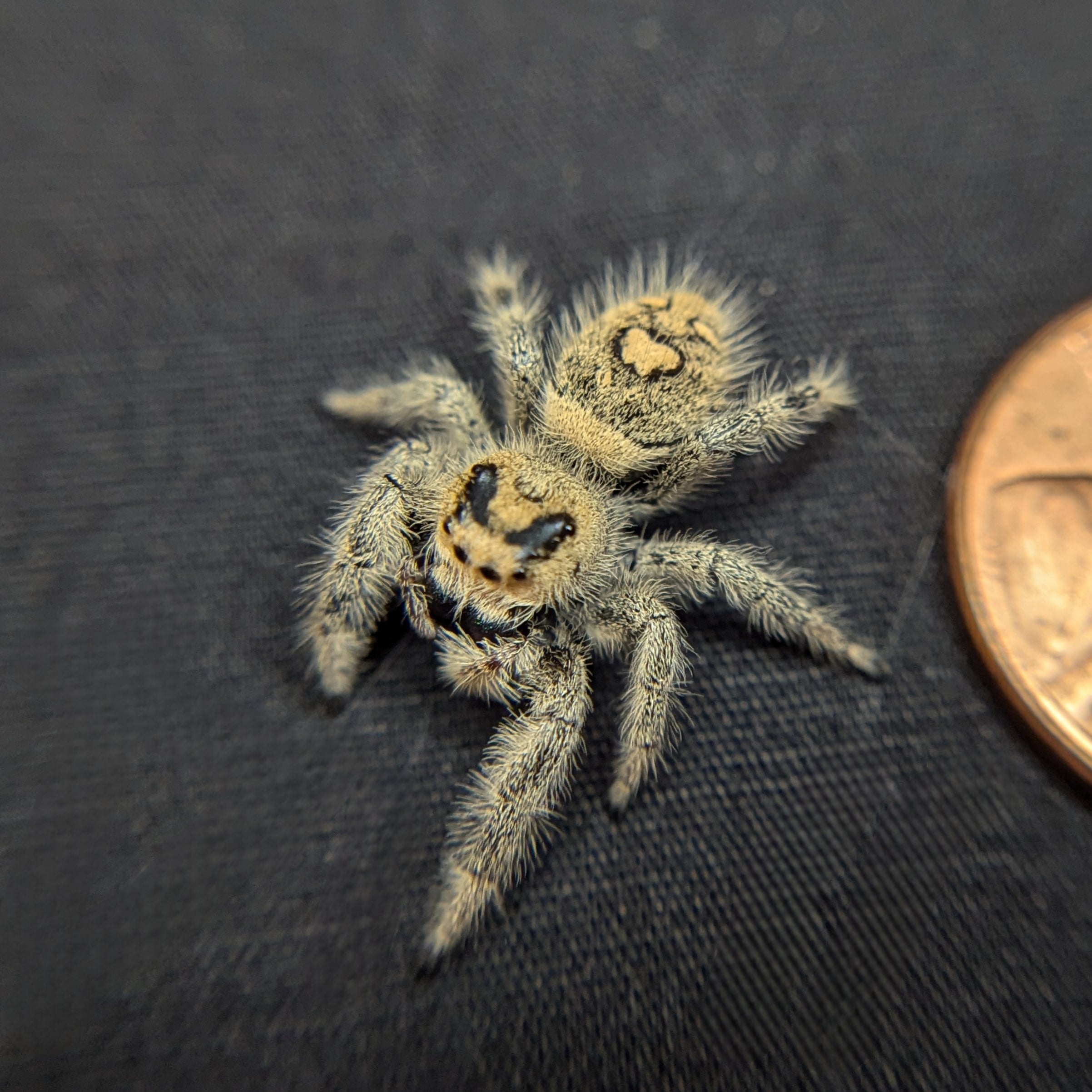 Regal Jumping Spider "Lime"