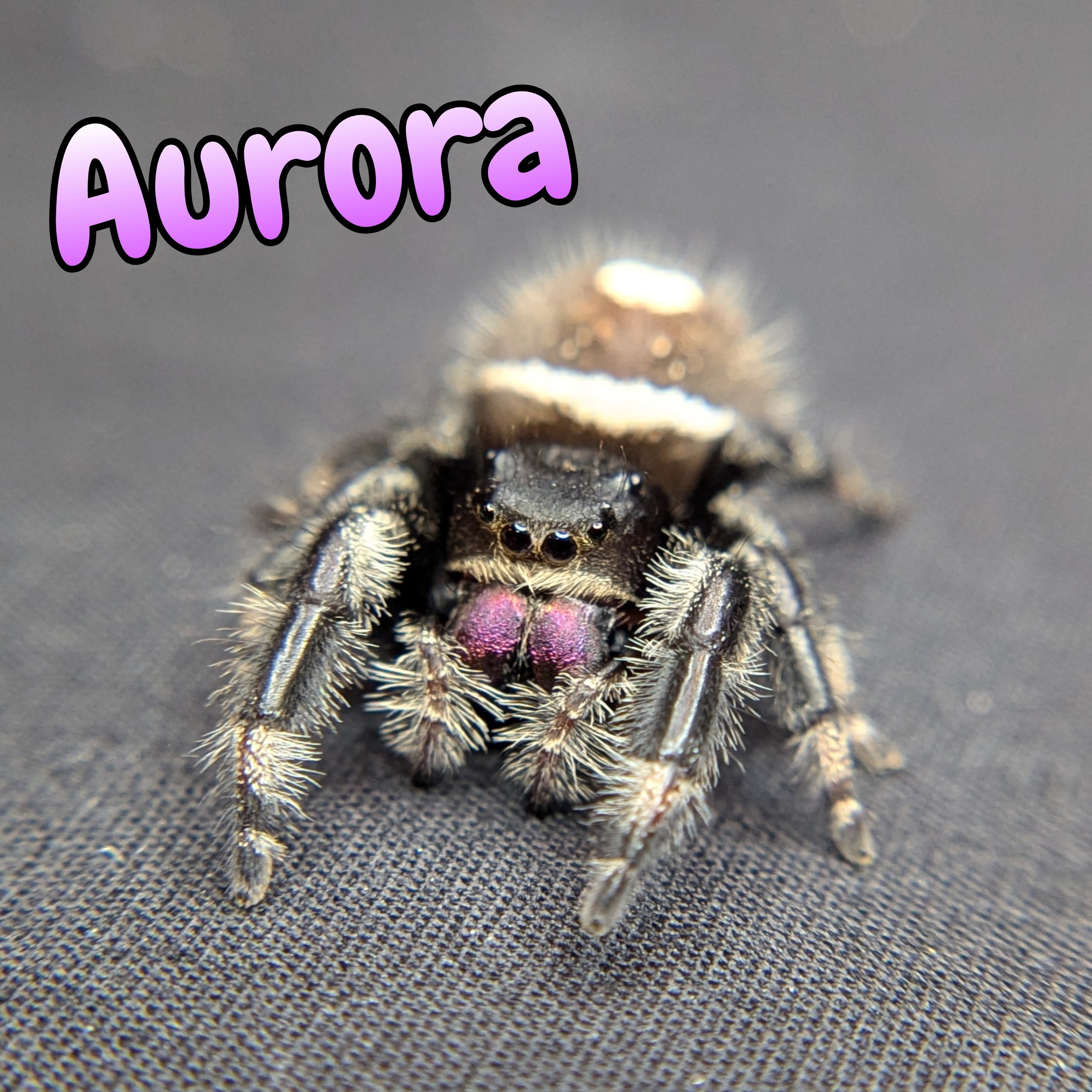 Jumping Spider for Sale 