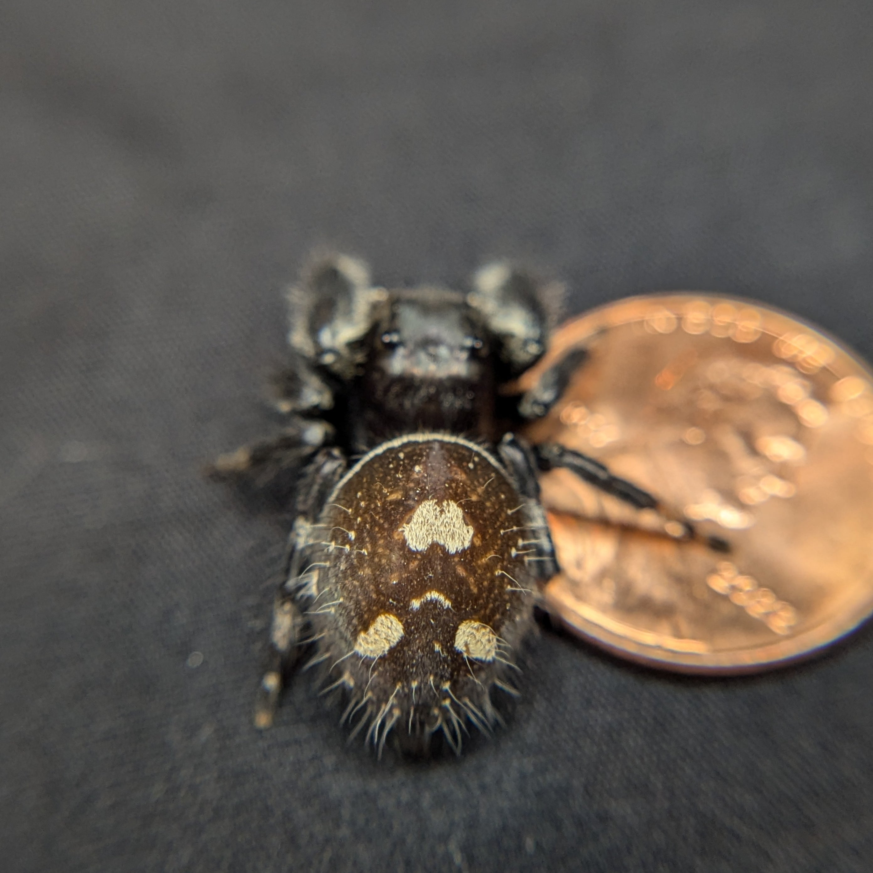 Adult Regal Jumping Spider "Aurora" (Dark Phase)