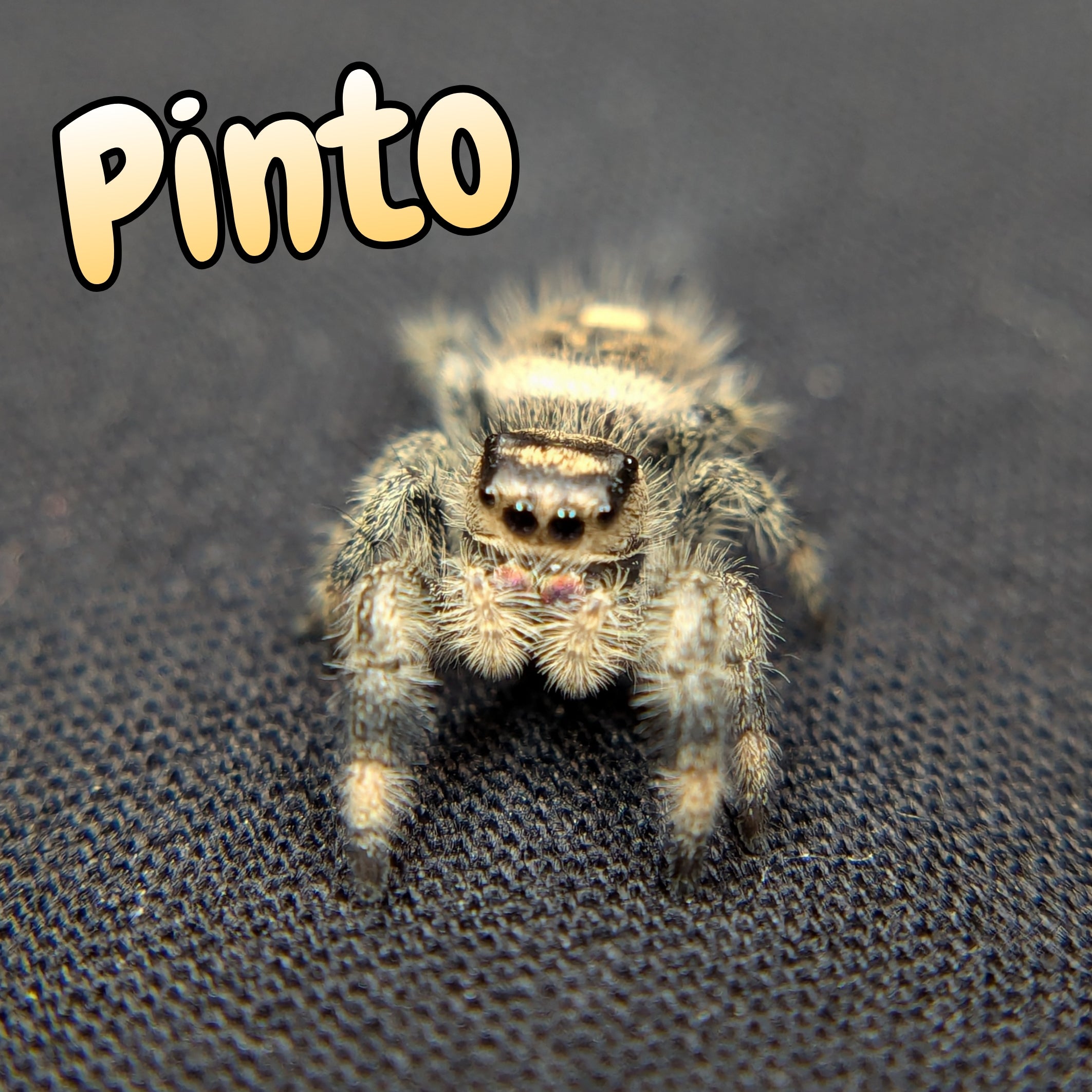 Jumping Spider for Sale 