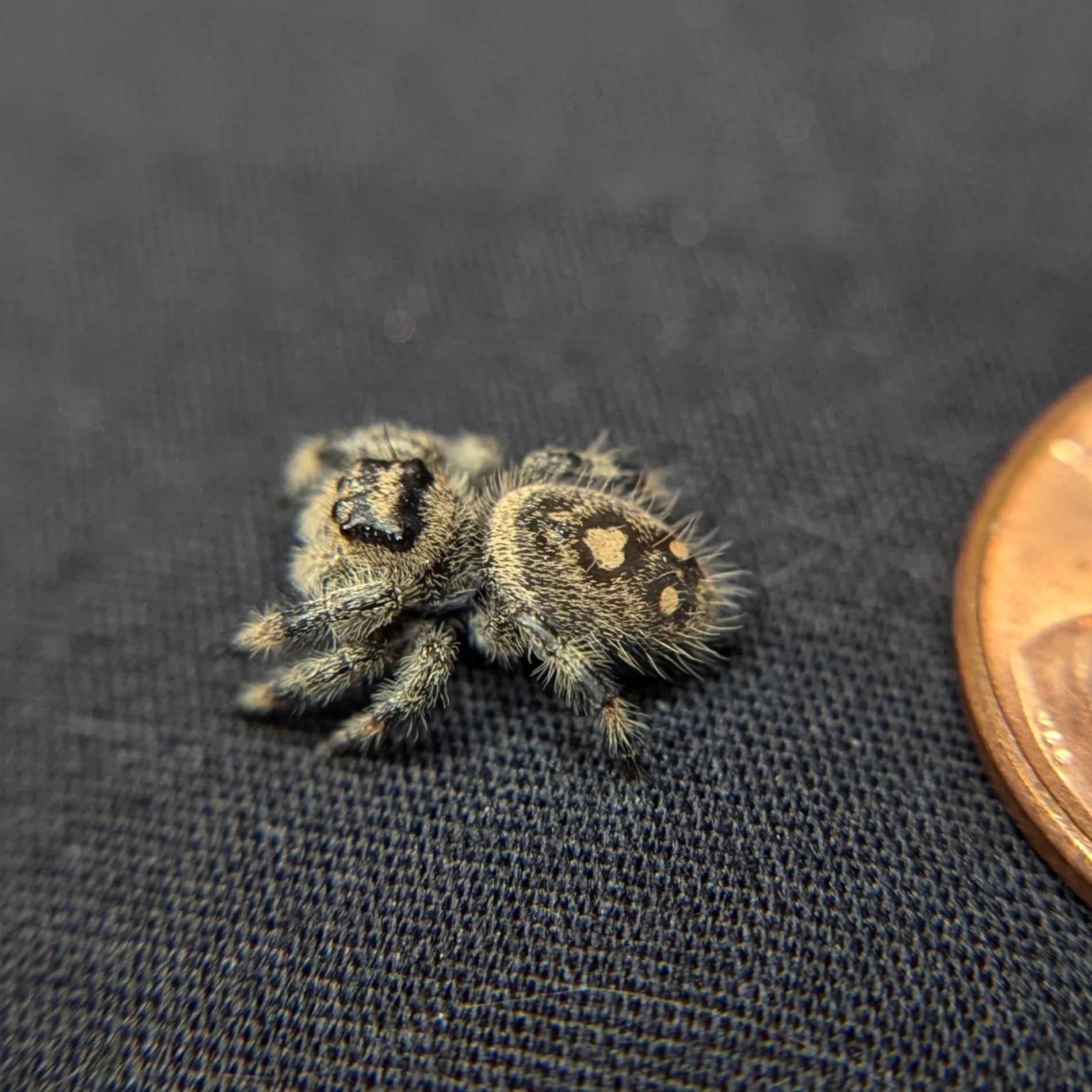 Regal Jumping Spider "Pinto"