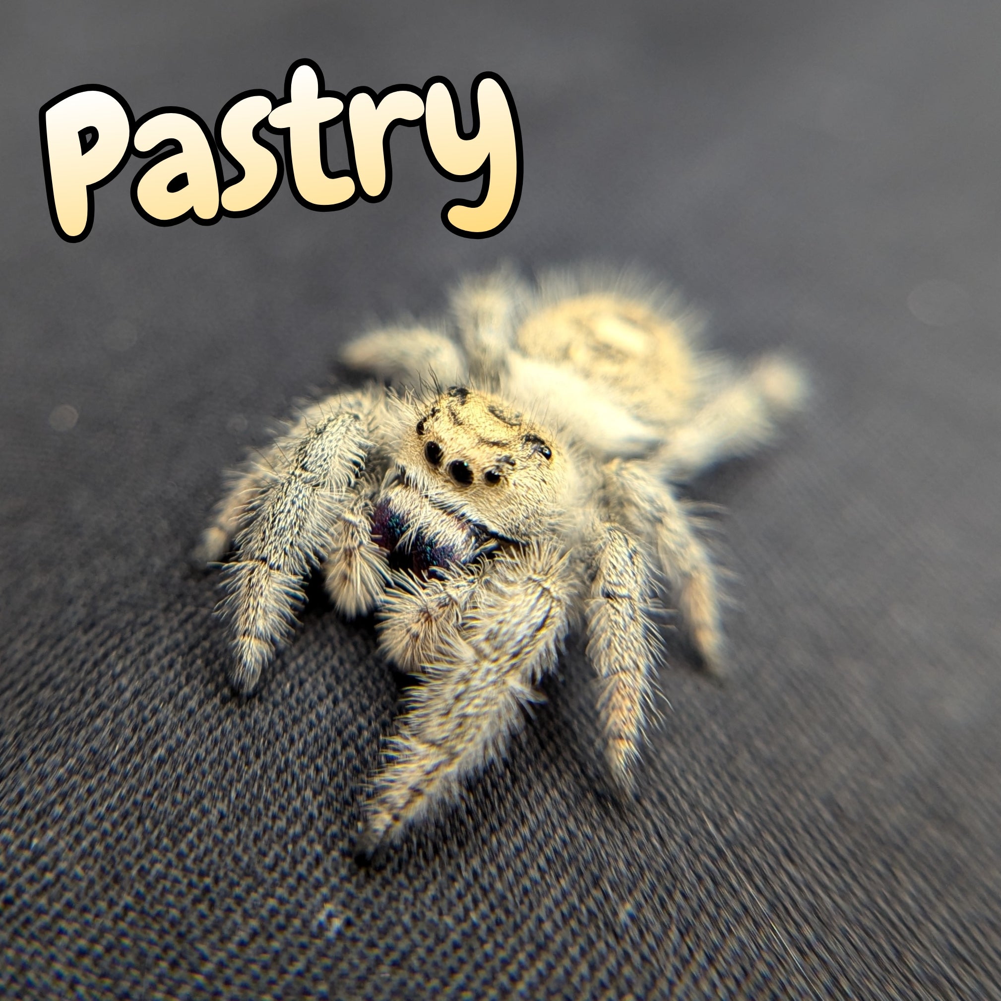 Regal Jumping Spider "Pastry"