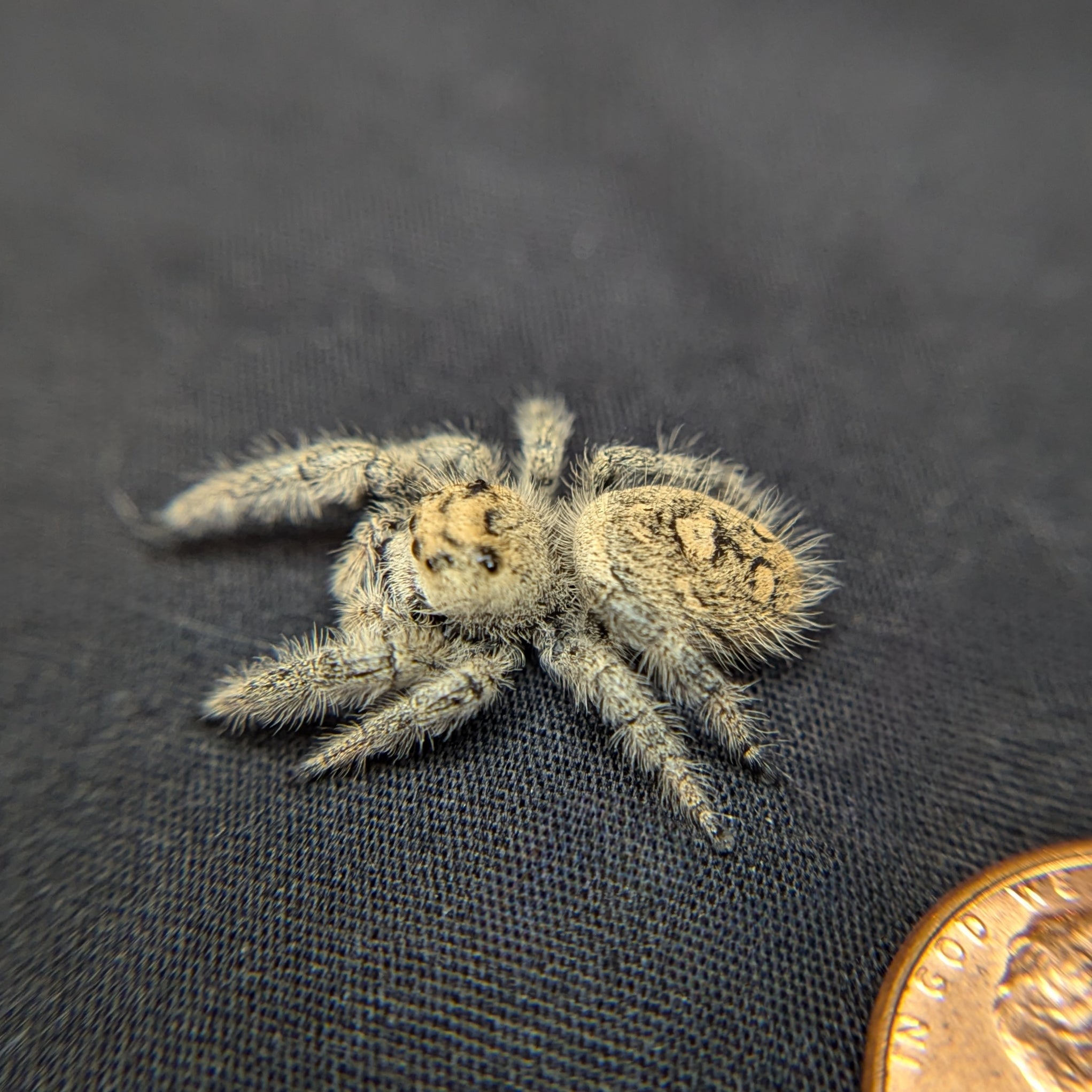 Regal Jumping Spider "Pastry"