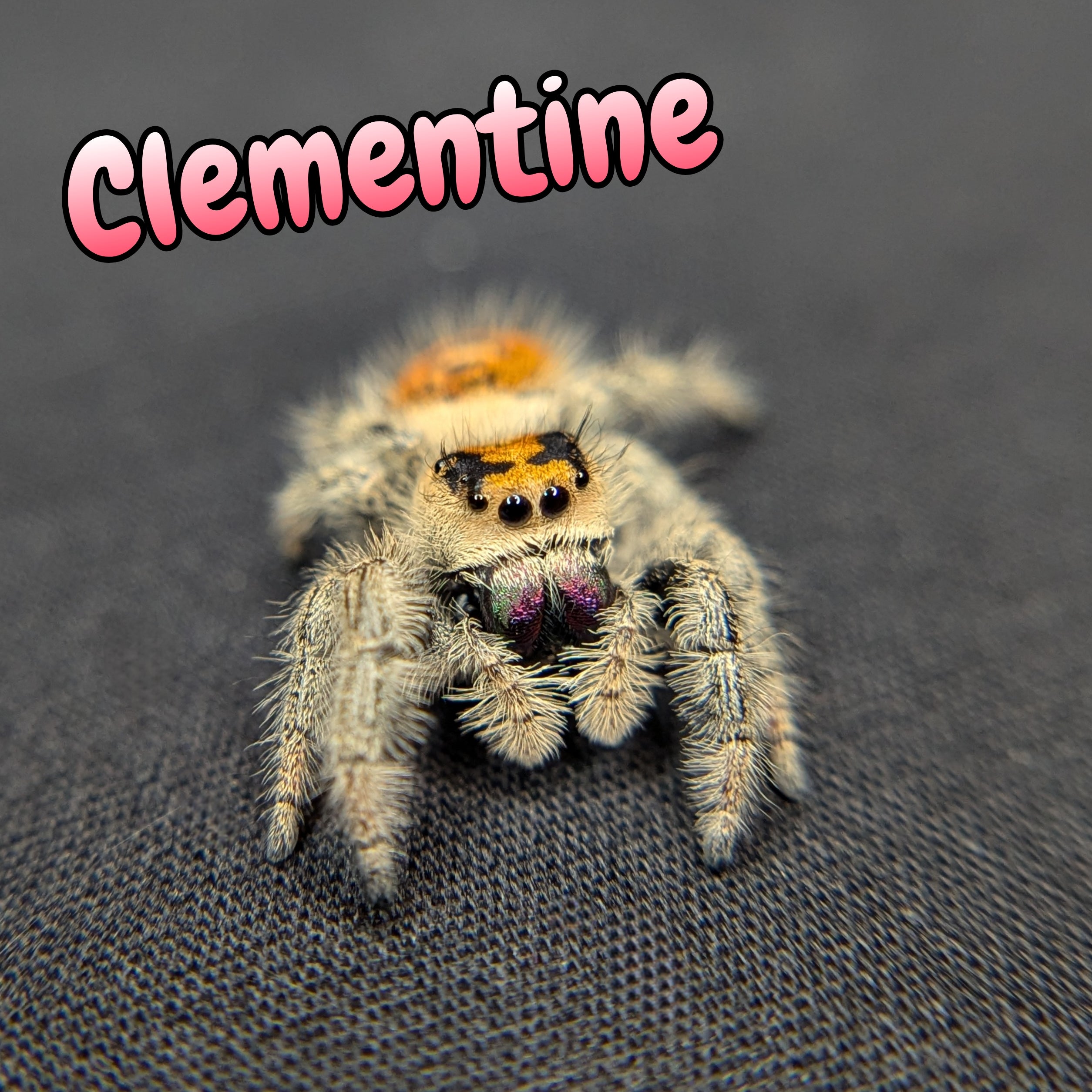 Jumping Spider for Sale 