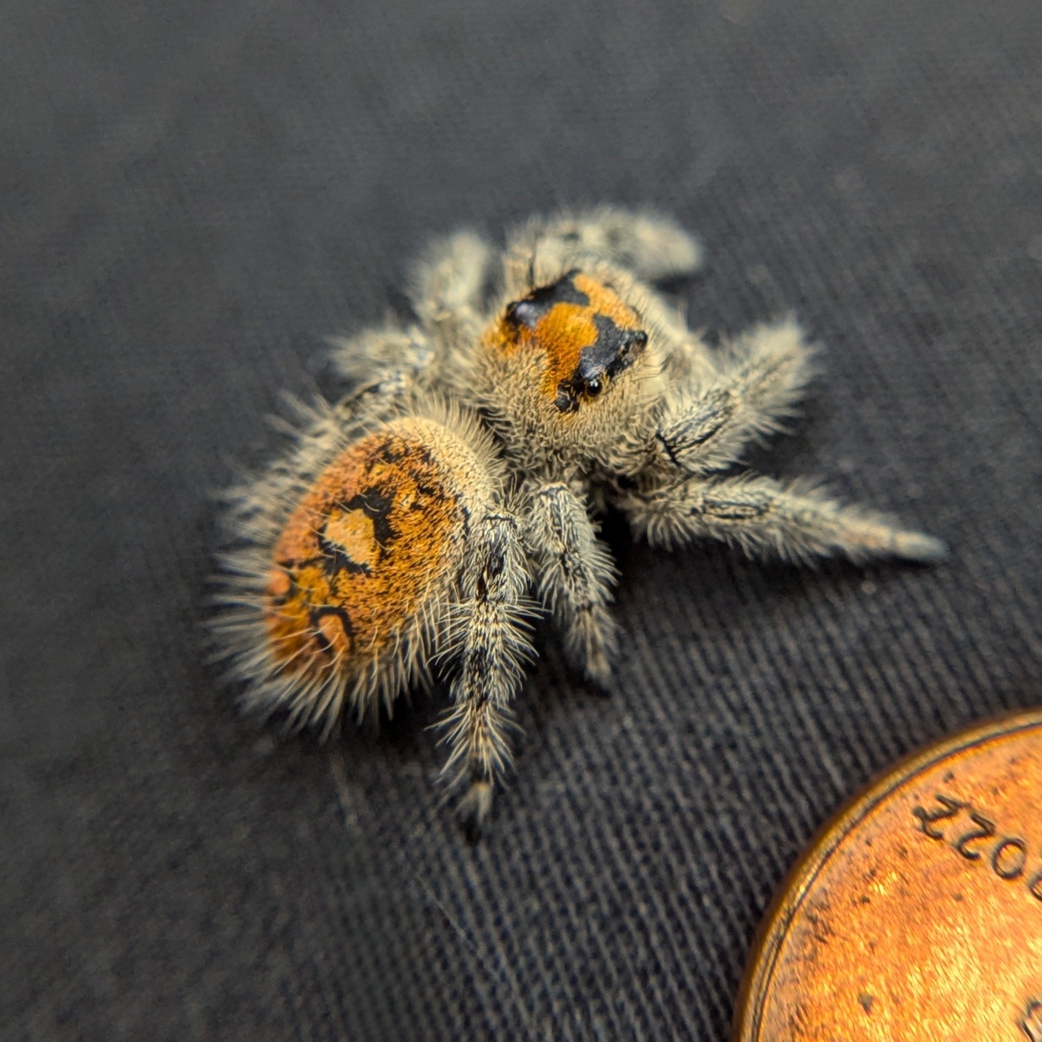 Regal Jumping Spider "Clementine"