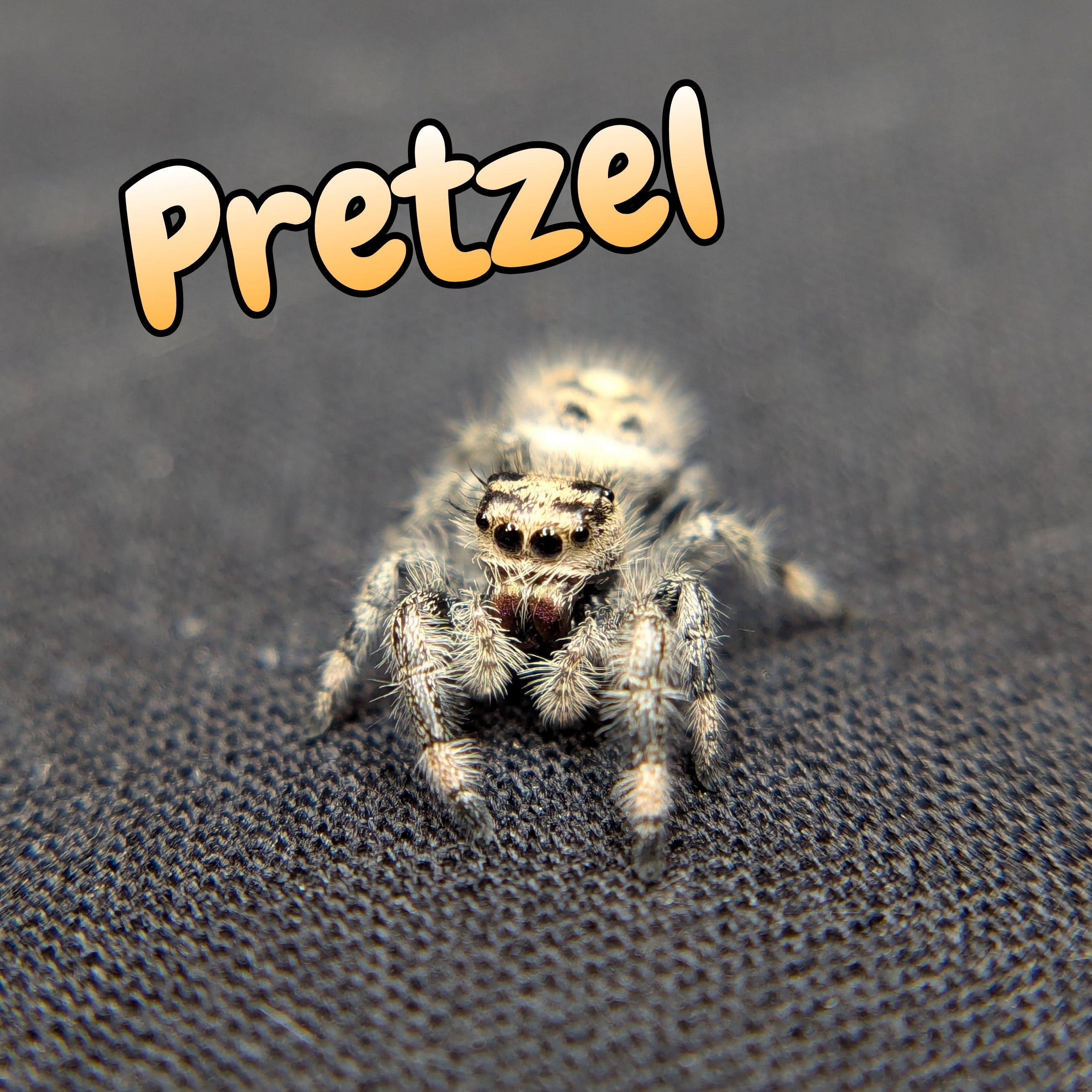 Regal Jumping Spider "Pretzel"