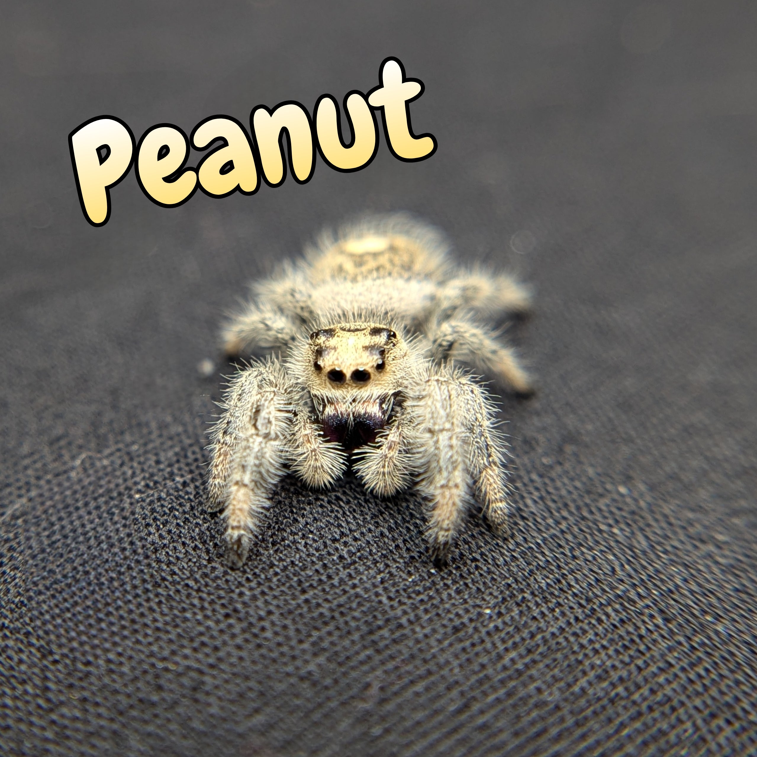 Regal Jumping Spider "Peanut"