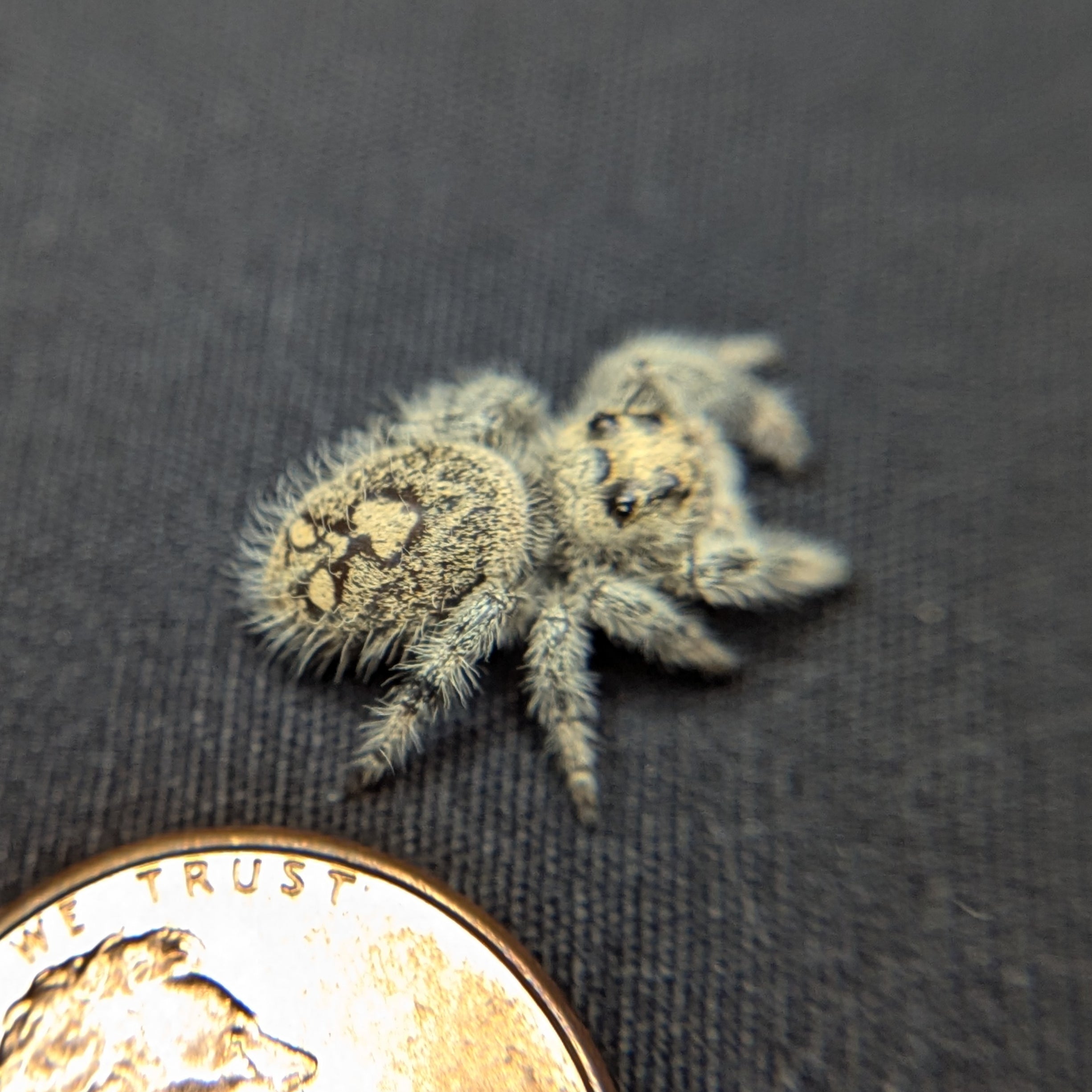 Regal Jumping Spider "Peanut"