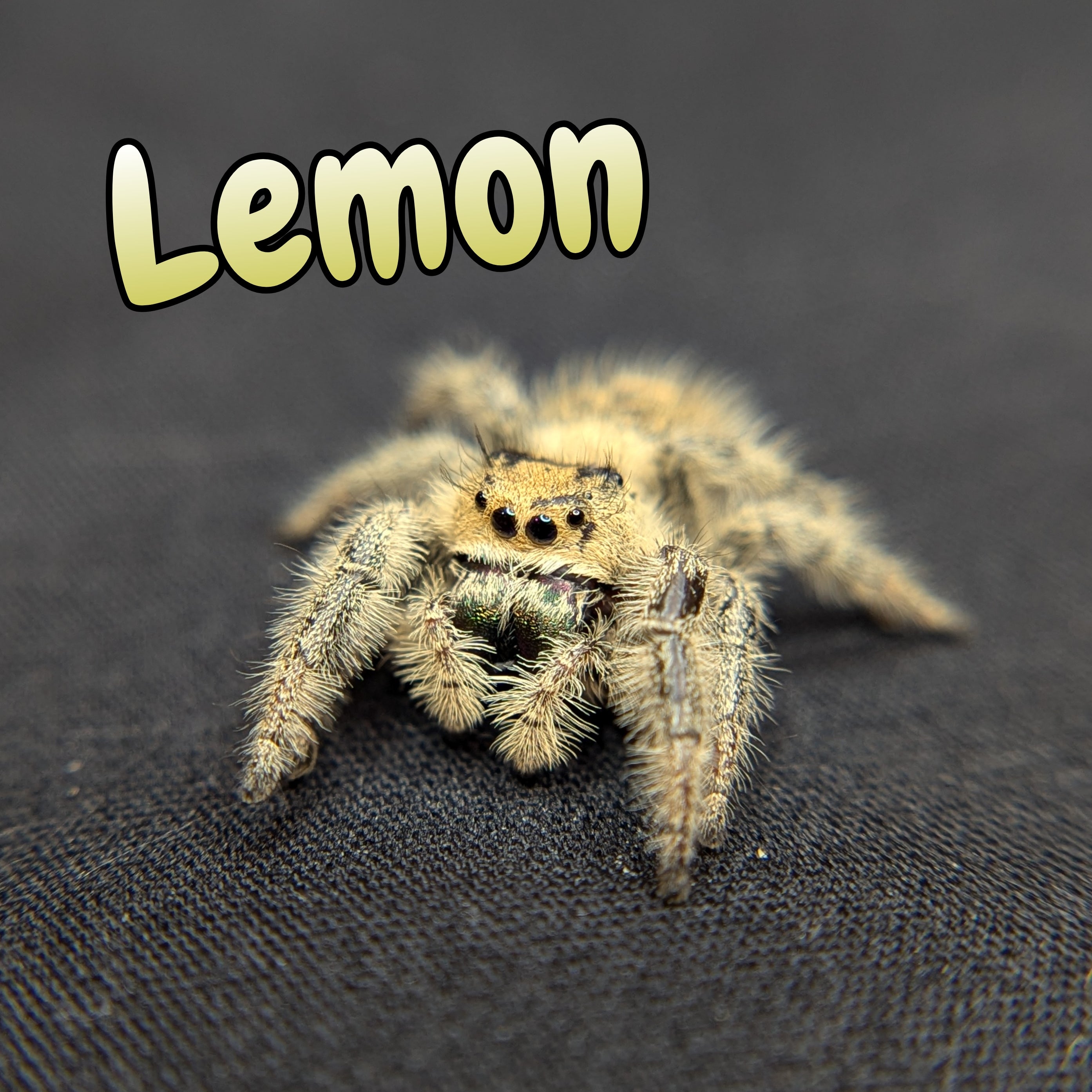 Regal Jumping Spider "Lemon"