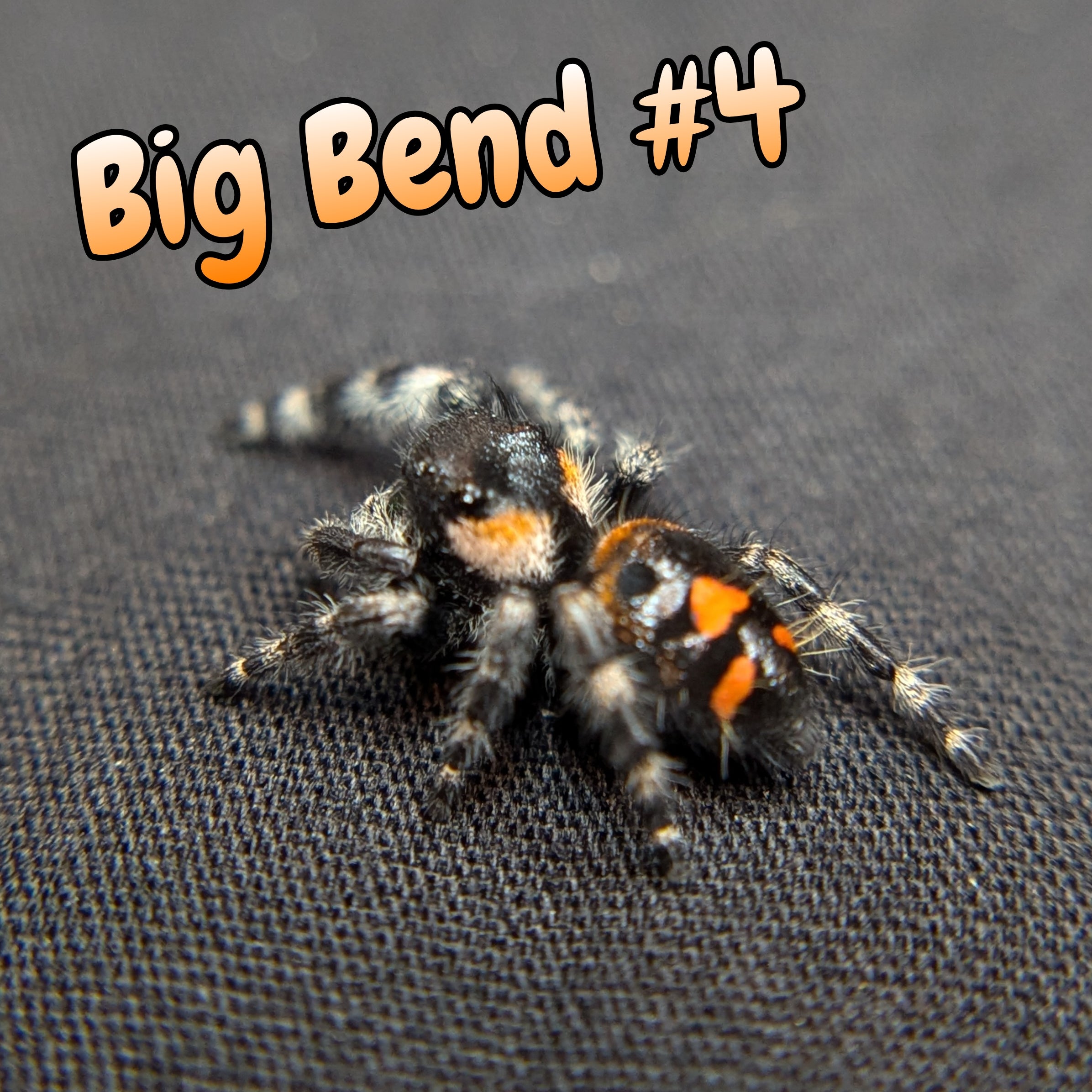 Audax Bryantae Jumping Spider (Big Bend) #4