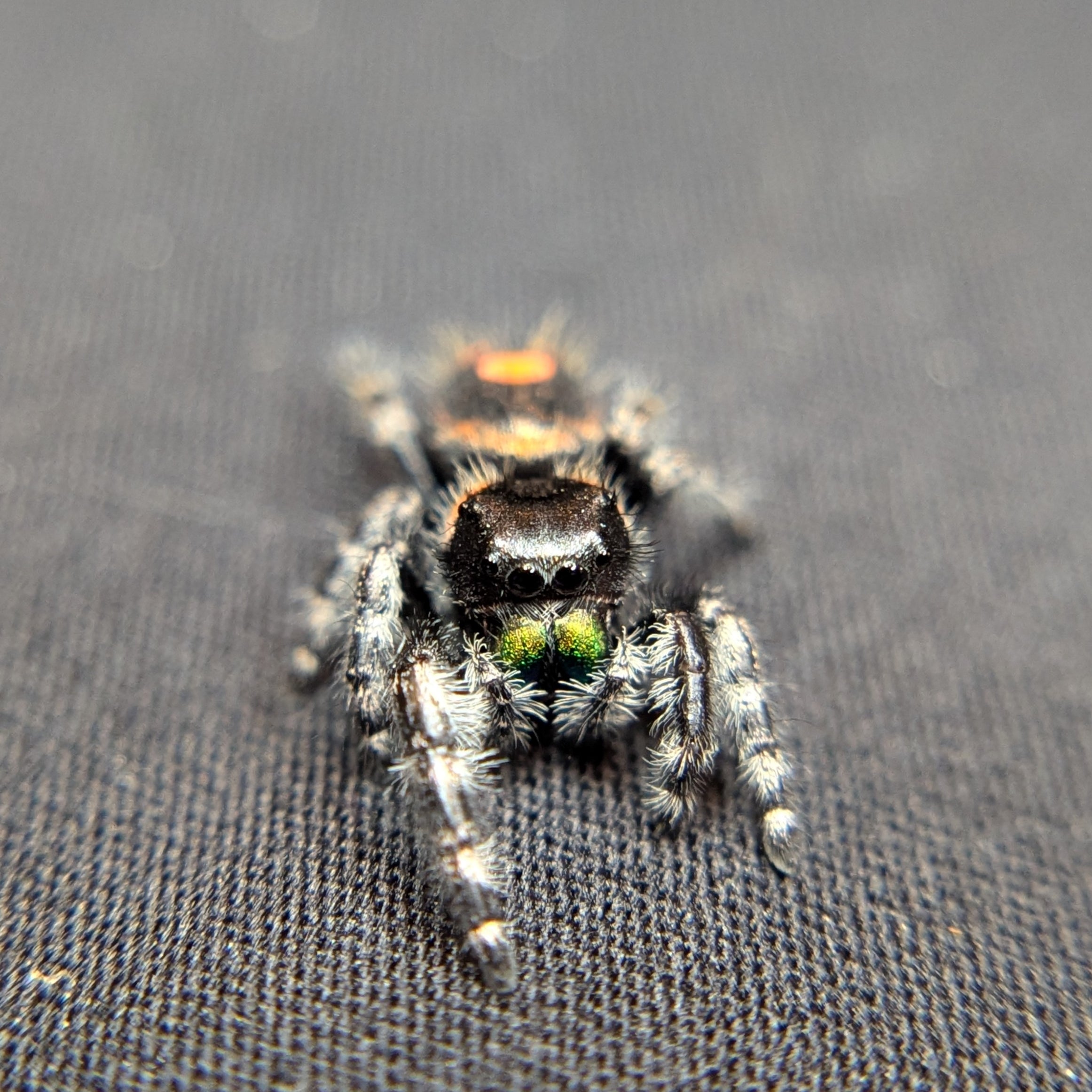 Audax Bryantae Jumping Spider (Big Bend) #4