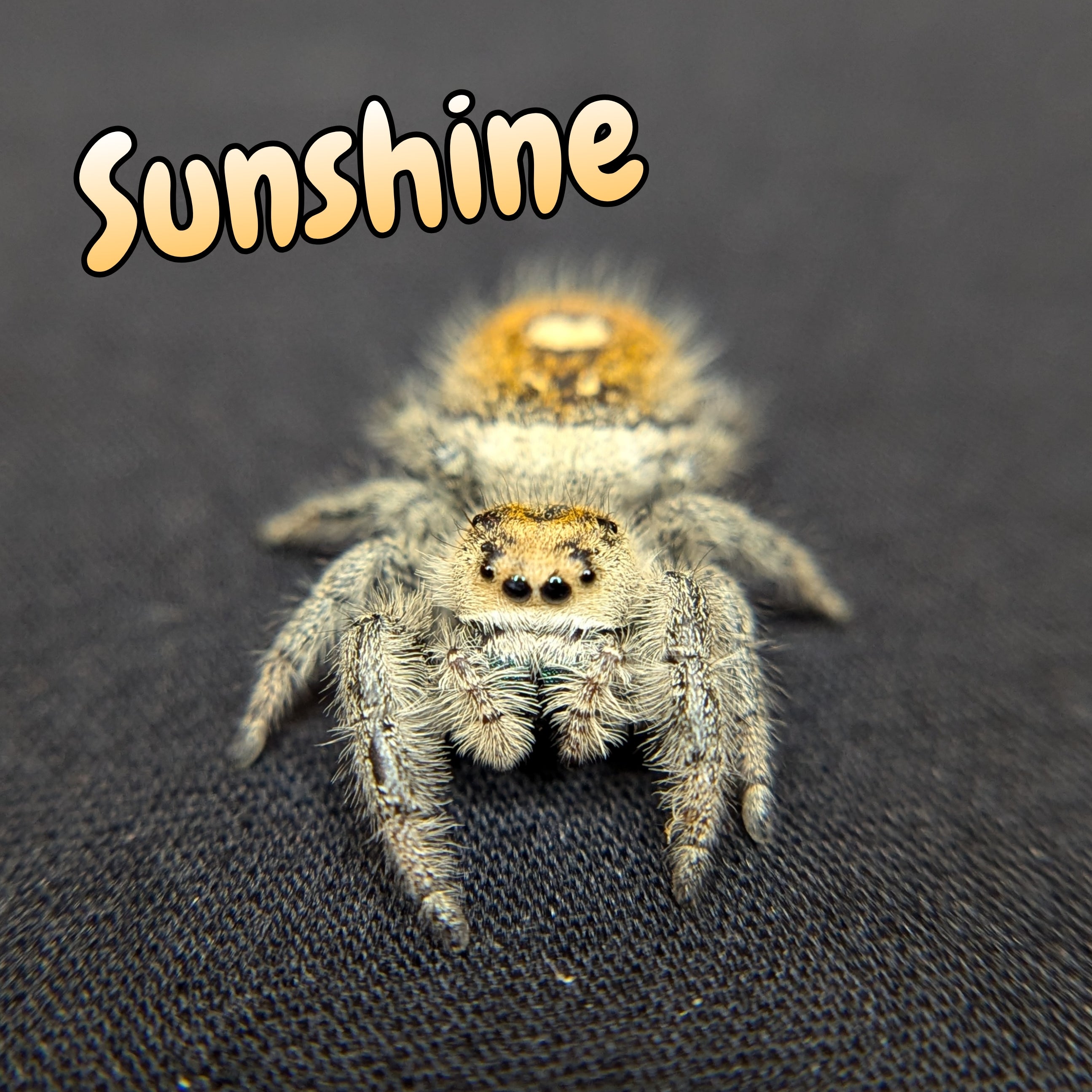 Regal Jumping Spider "Sunshine"