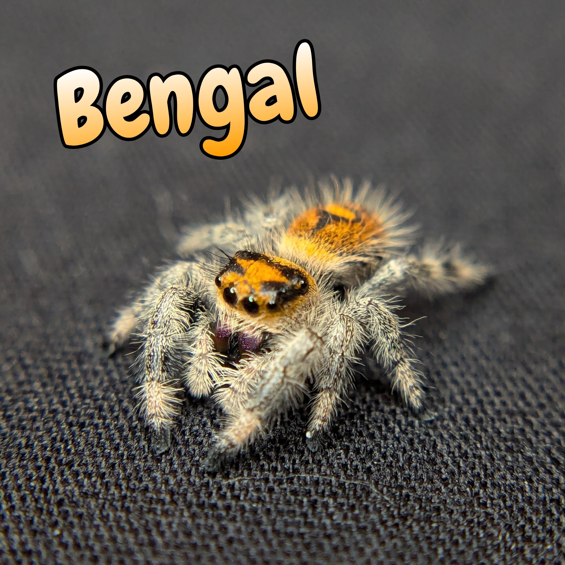 Regal Jumping Spider "Bengal"