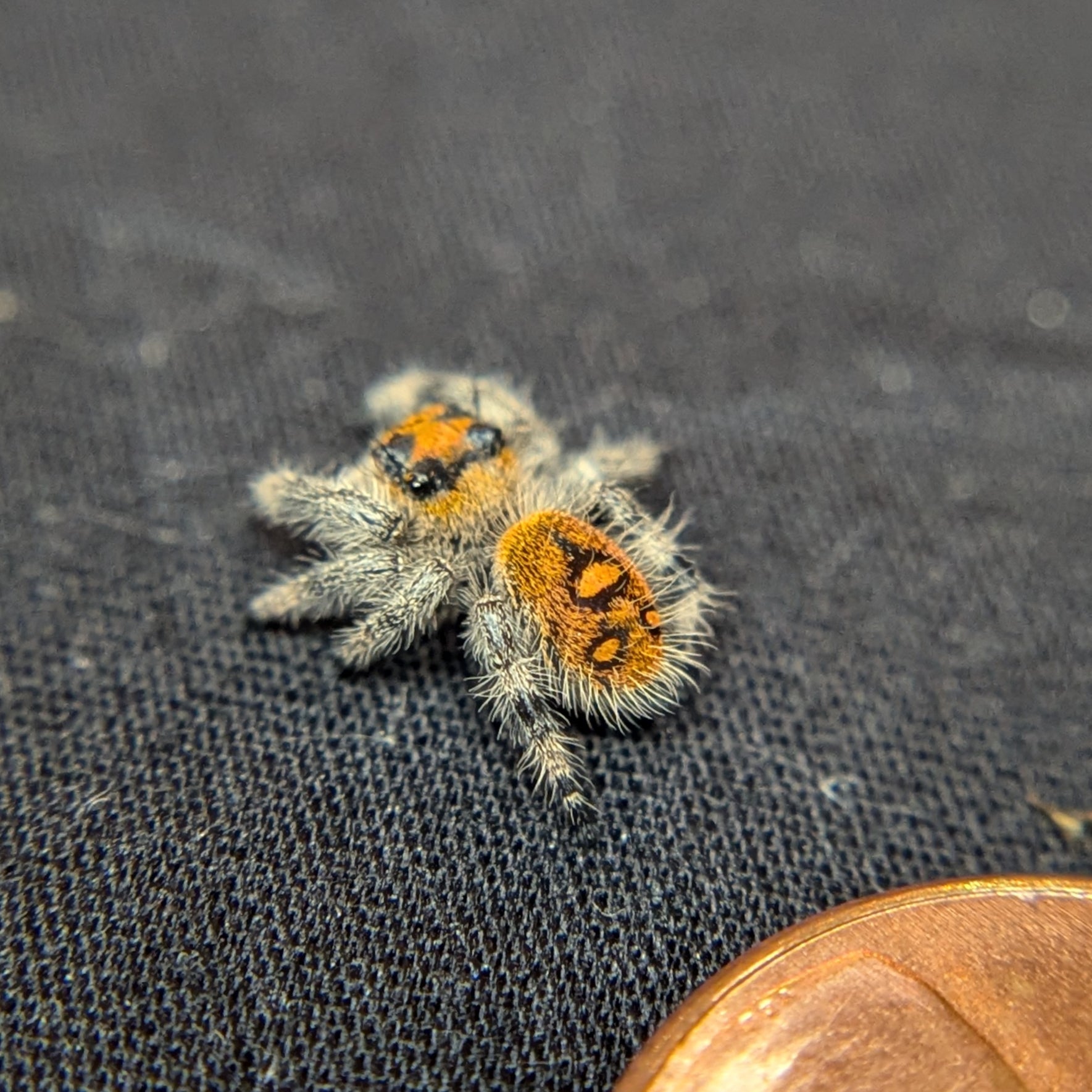 Regal Jumping Spider "Bengal"