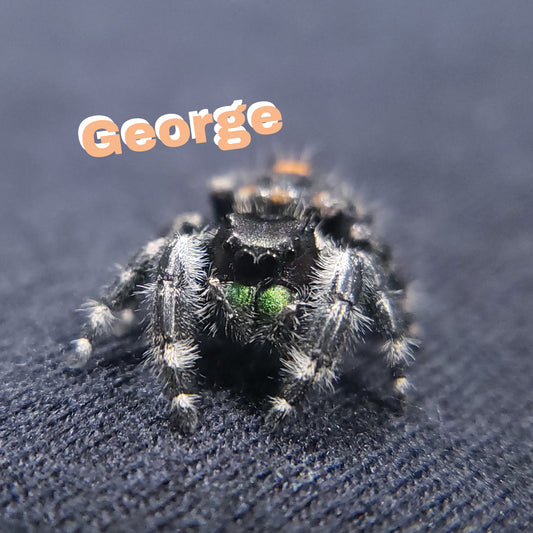 George - Jumping Spiders For Sale - Spiders Source - #1 Regal Jumping Spider Store