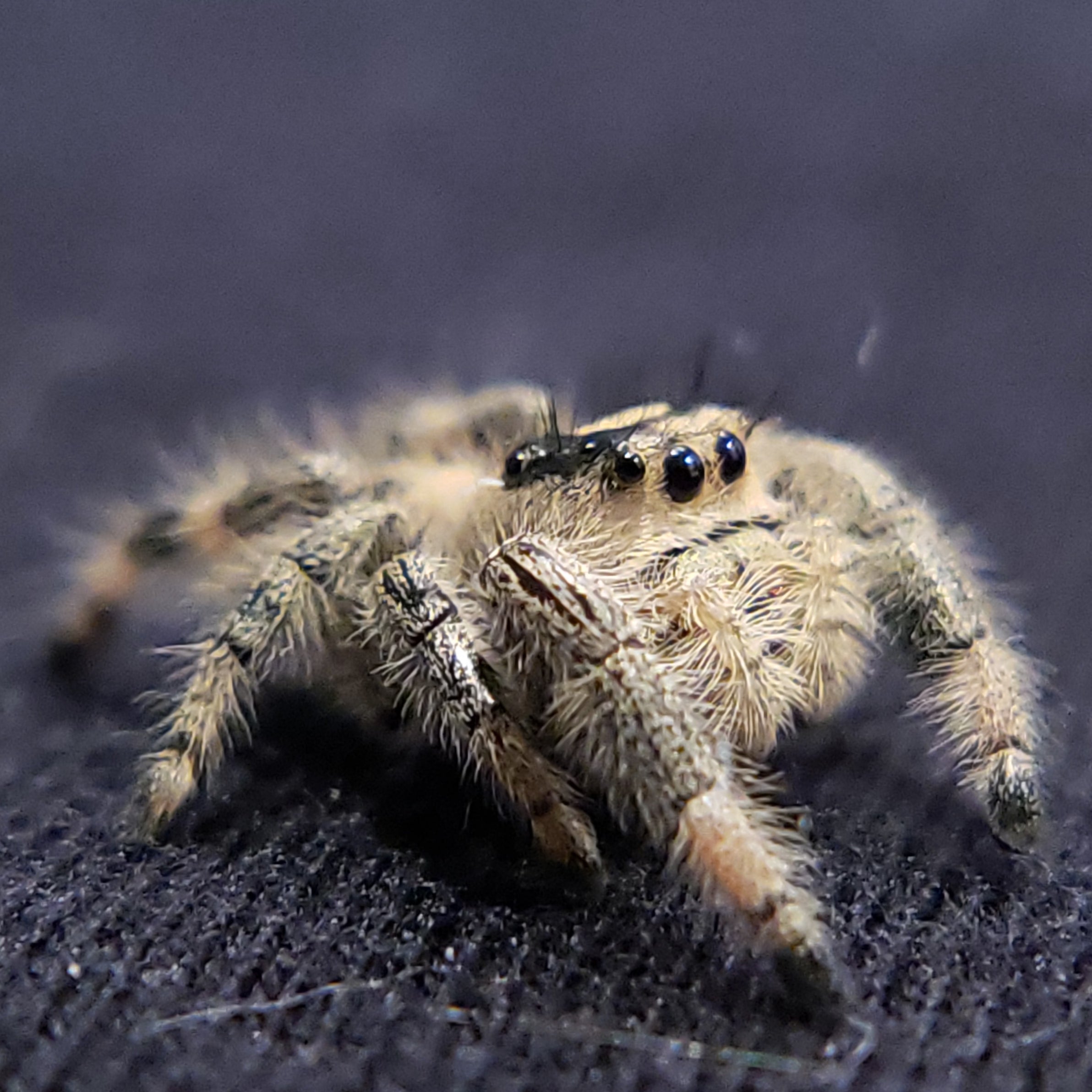 Vanilla Regal Jumping Spider - Jumping Spiders For Sale - Spiders Source - #1 Regal Jumping Spider Store