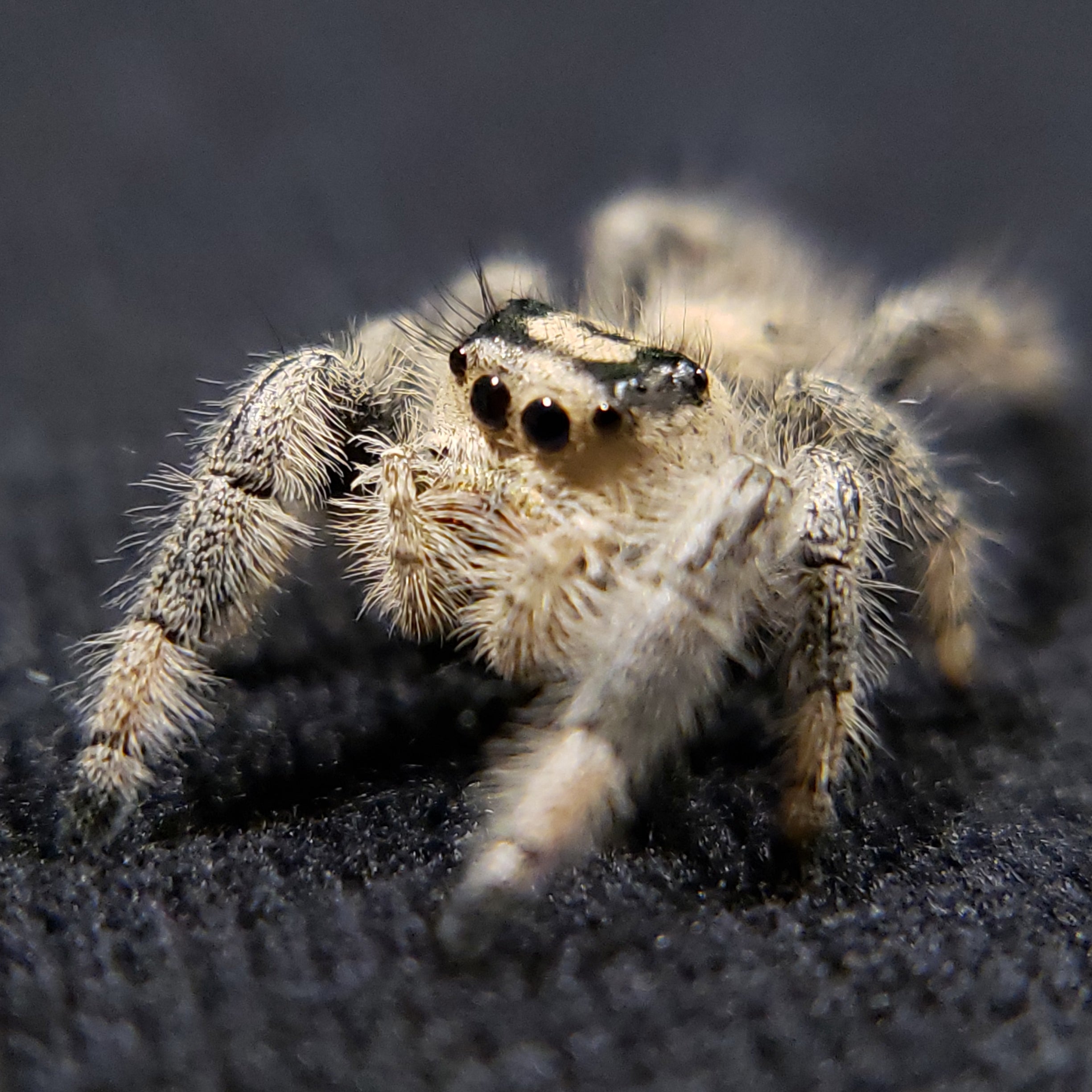 Vanilla Regal Jumping Spider - Jumping Spiders For Sale - Spiders Source - #1 Regal Jumping Spider Store