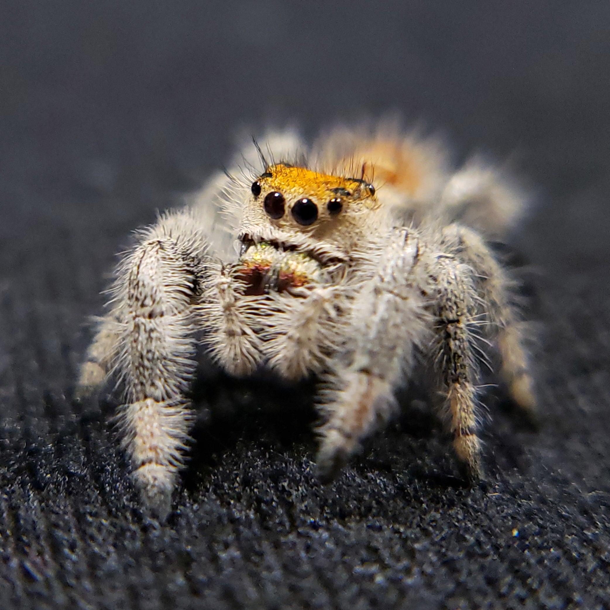 Tropical Regal Jumping Spider – Spiders Source