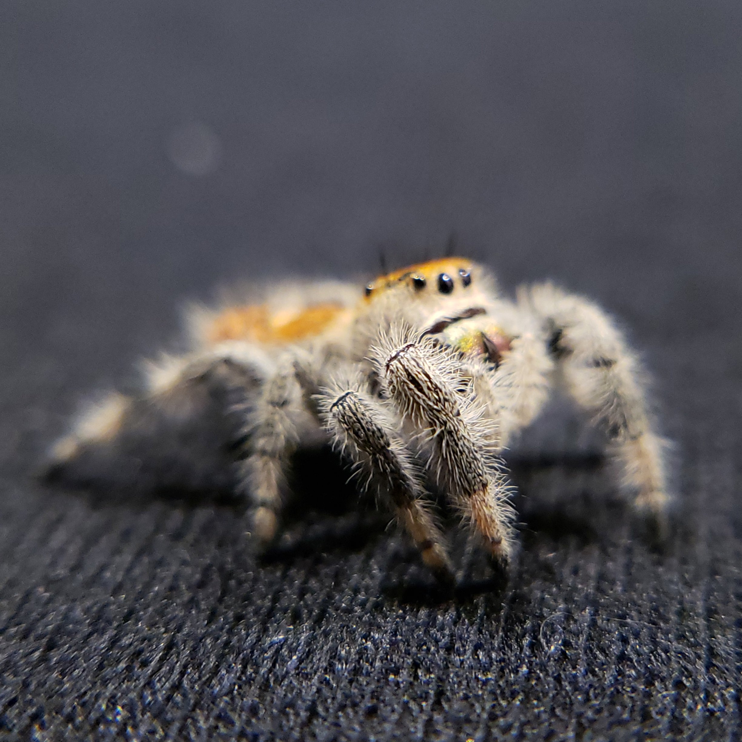 Tropical Regal Jumping Spider - Jumping Spiders For Sale - Spiders Source - #1 Regal Jumping Spider Store