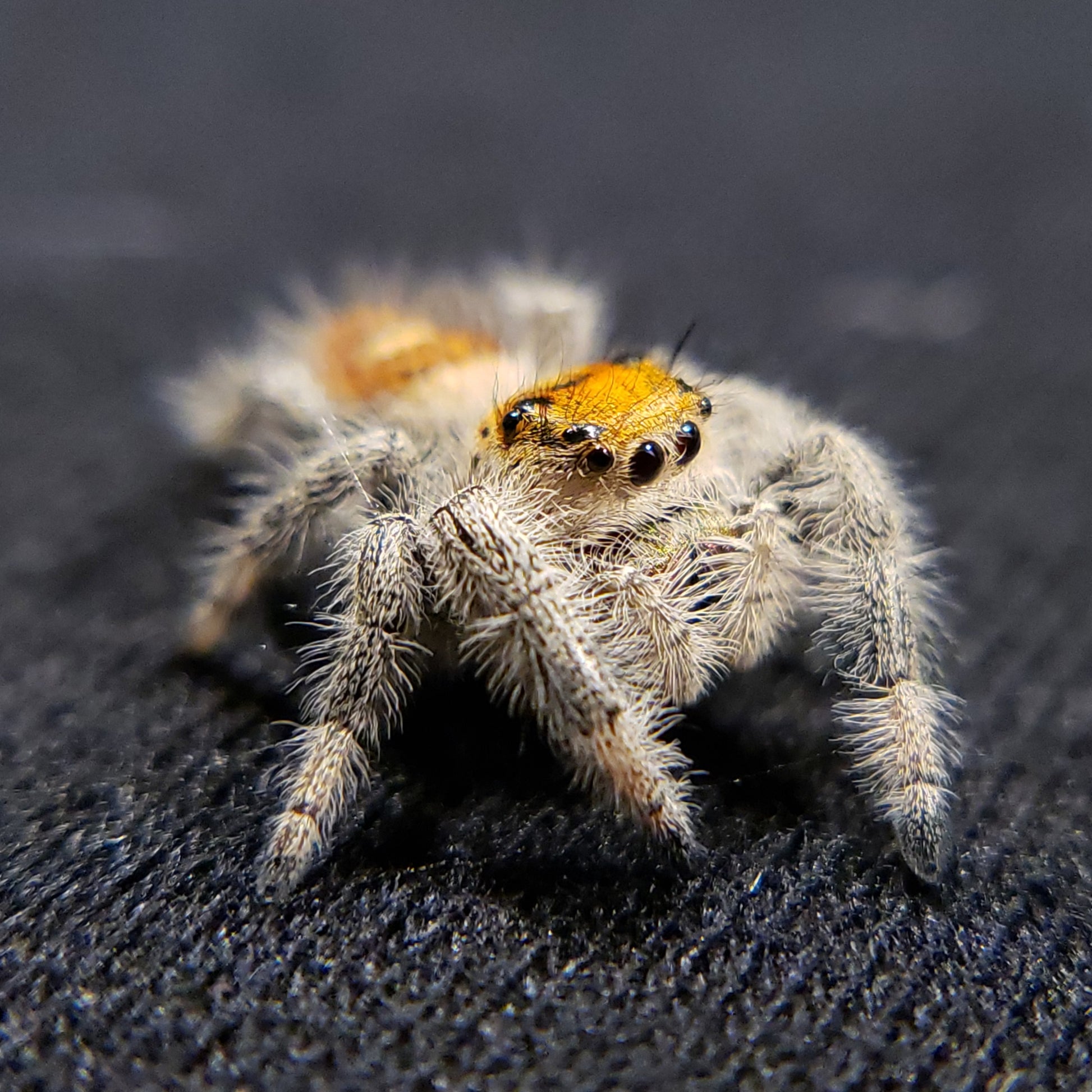 Jumping Spiders For Sale - Affordable Shipping - Phidippus Regius