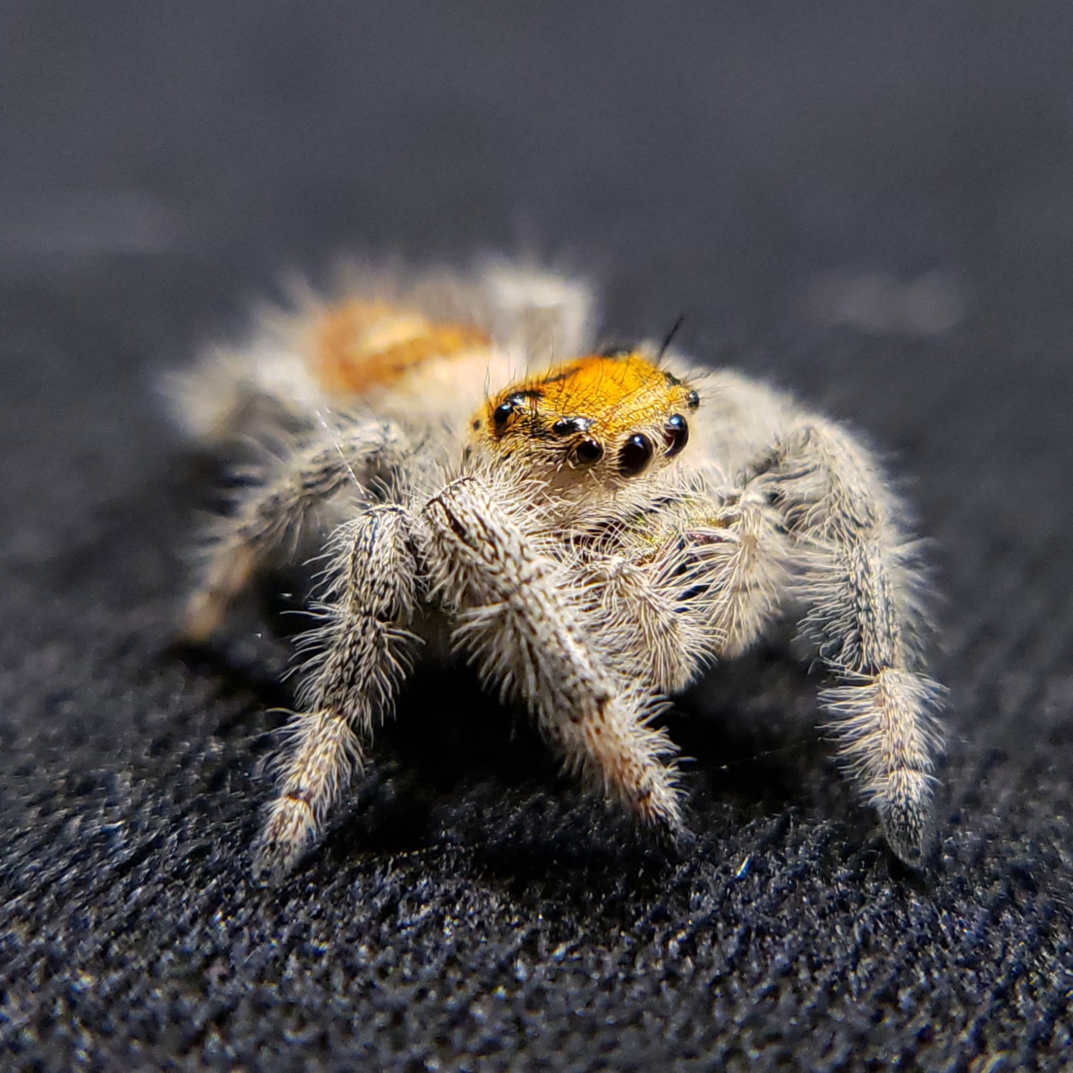 Tropical Regal Jumping Spider - Jumping Spiders For Sale - Spiders Source - #1 Regal Jumping Spider Store