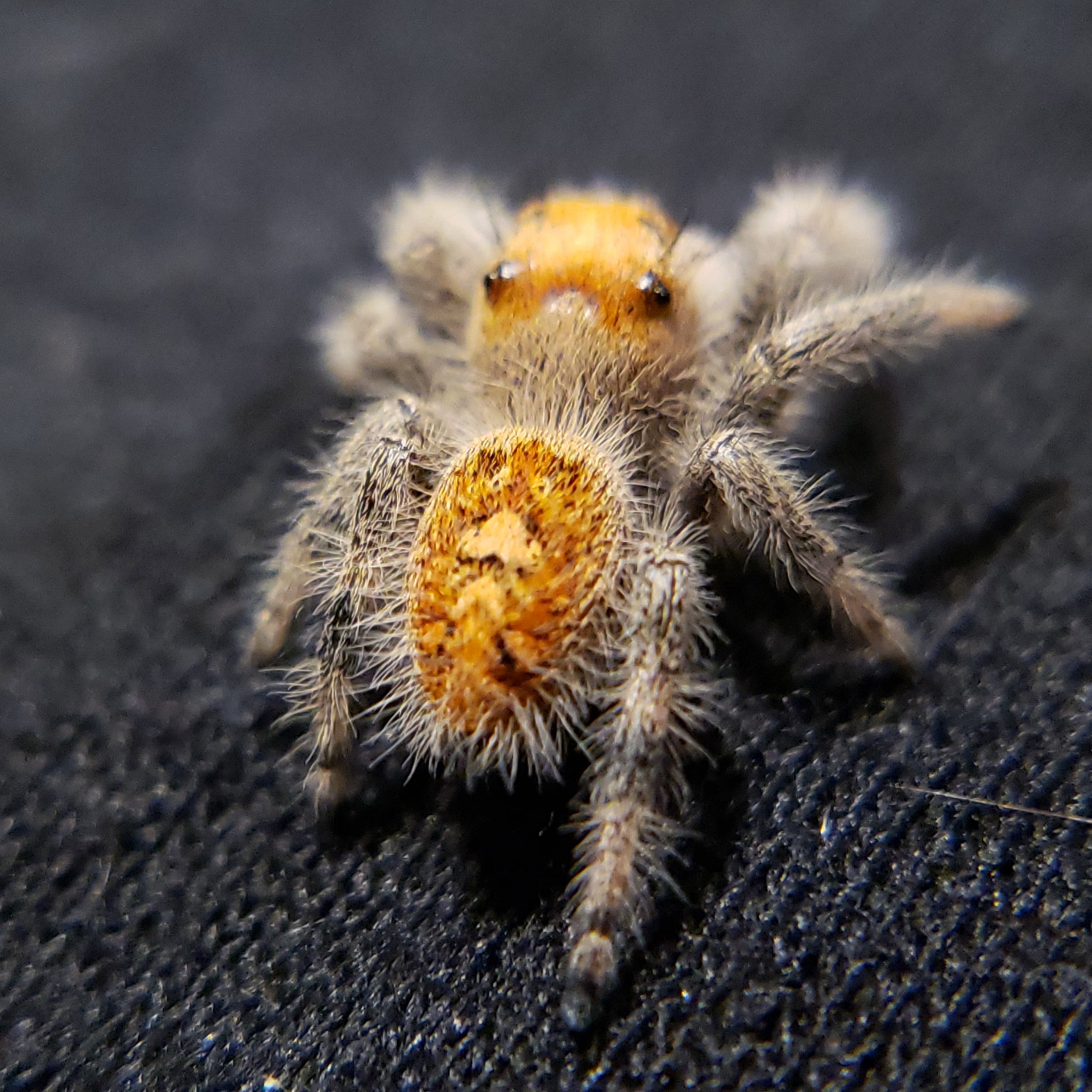 Tropical Regal Jumping Spider - Jumping Spiders For Sale - Spiders Source - #1 Regal Jumping Spider Store