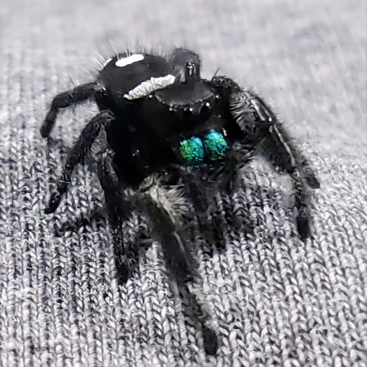 Emerald Regal Jumping Spider - Jumping Spiders For Sale - Spiders Source - #1 Regal Jumping Spider Store