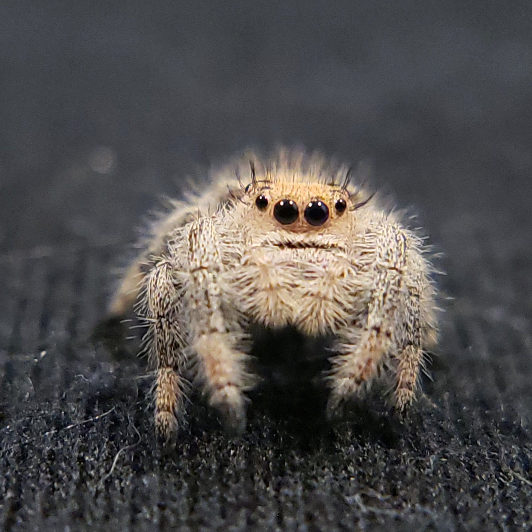 Peach Regal Jumping Spider - Jumping Spiders For Sale - Spiders Source - #1 Regal Jumping Spider Store