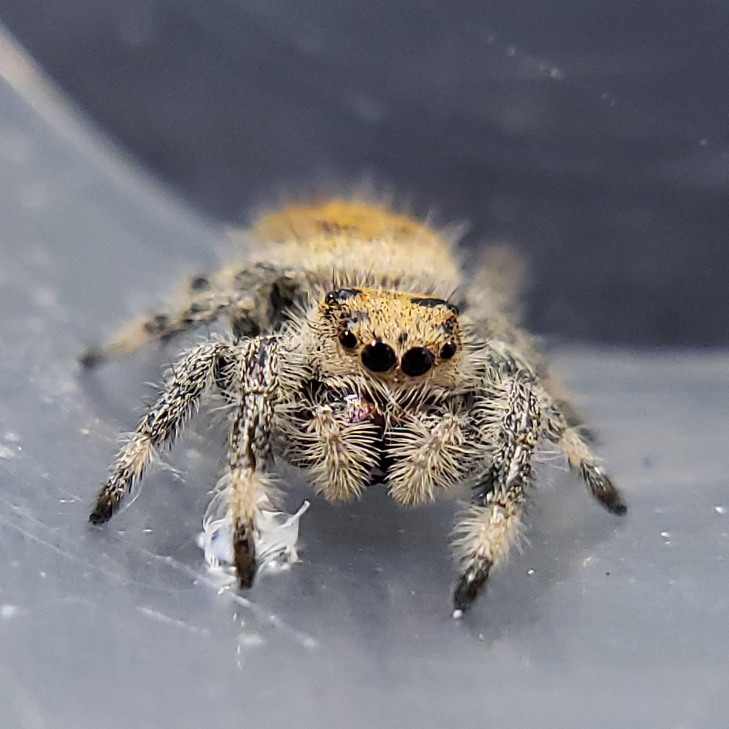 Tropical Regal Jumping Spider - Jumping Spiders For Sale - Spiders Source - #1 Regal Jumping Spider Store