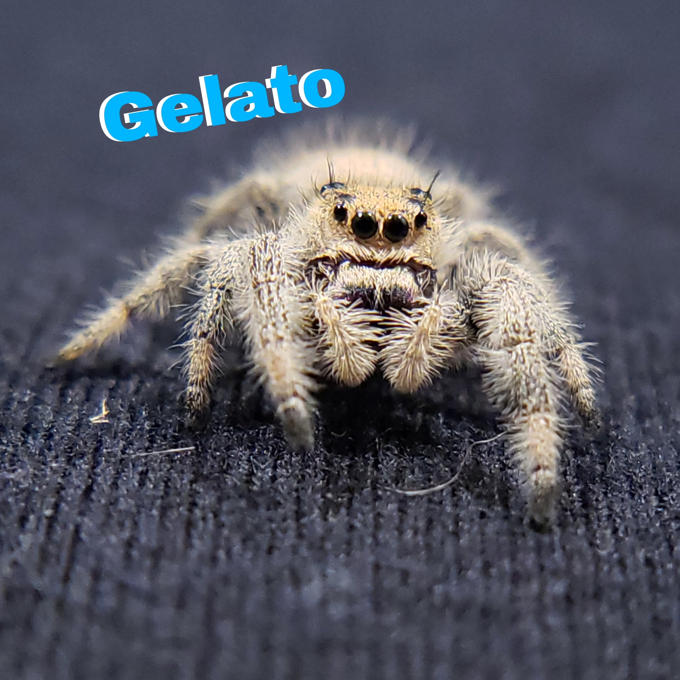 Vanilla Regal Jumping Spider - Jumping Spiders For Sale - Spiders Source - #1 Regal Jumping Spider Store