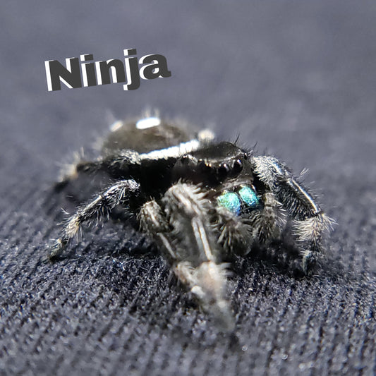 Emerald Regal Jumping Spider - Jumping Spiders For Sale - Spiders Source - #1 Regal Jumping Spider Store