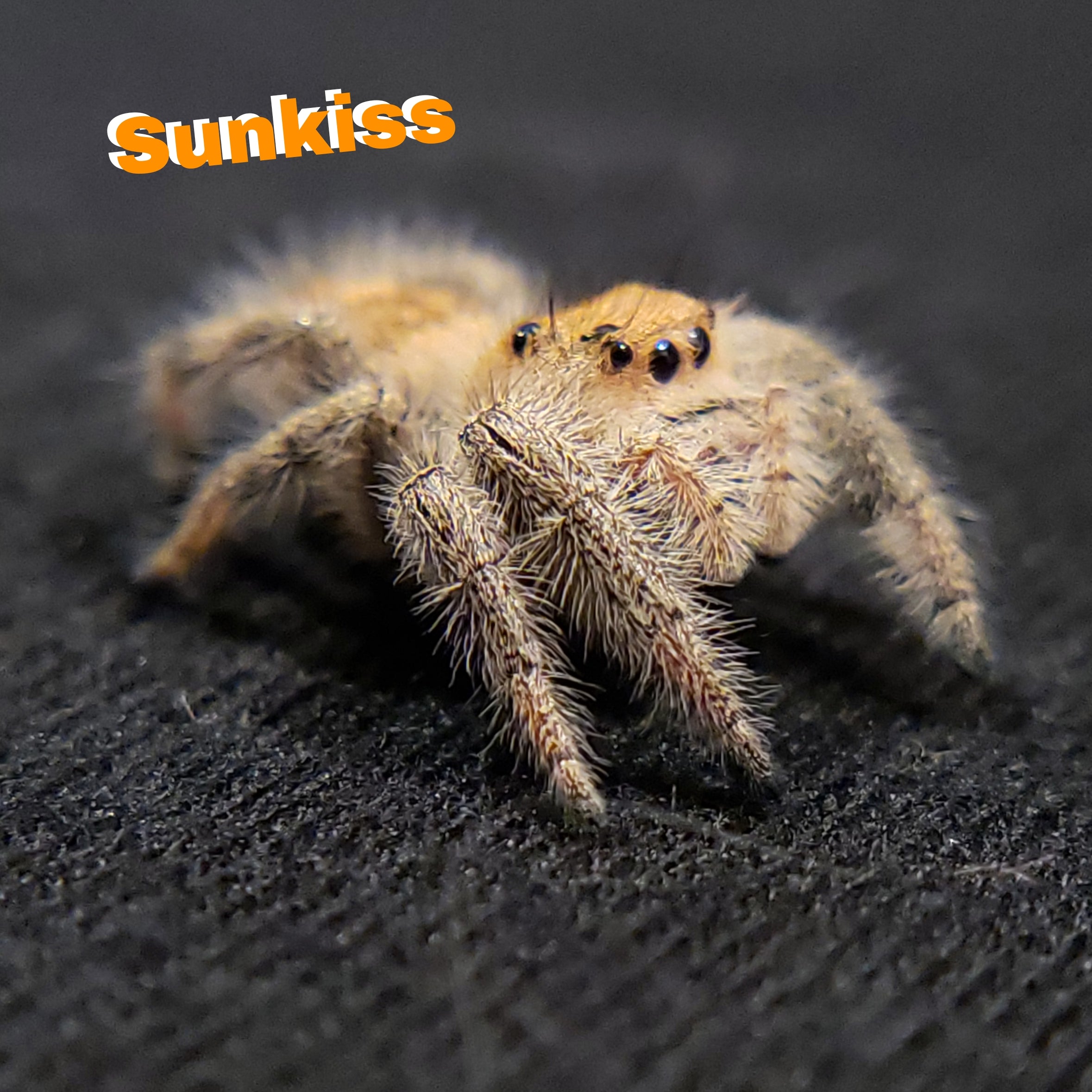 Peach Regal Jumping Spider - Jumping Spiders For Sale - Spiders Source - #1 Regal Jumping Spider Store