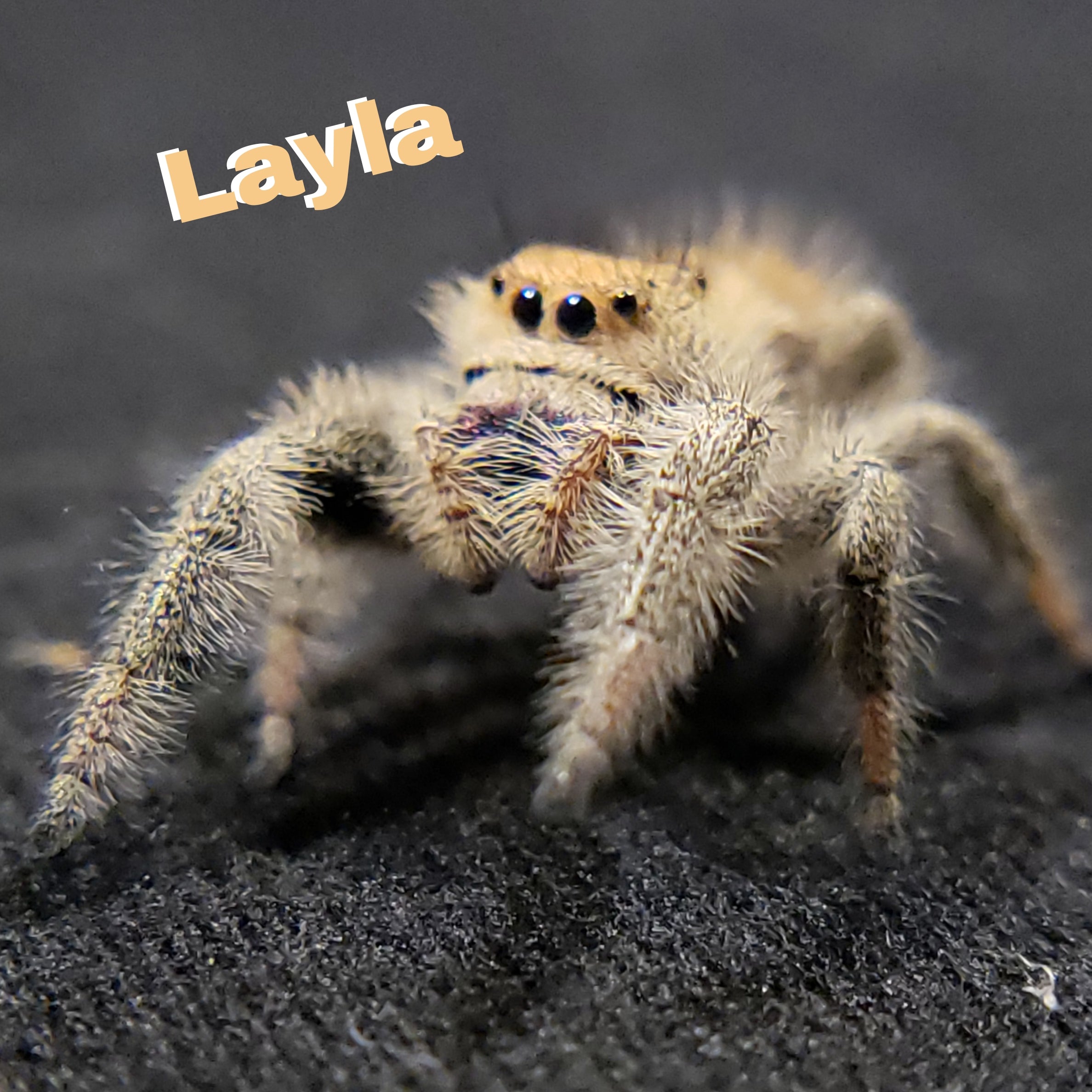 Peach Regal Jumping Spider - Jumping Spiders For Sale - Spiders Source - #1 Regal Jumping Spider Store