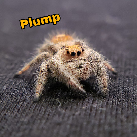 Tropical Regal Jumping Spider - Jumping Spiders For Sale - Spiders Source - #1 Regal Jumping Spider Store