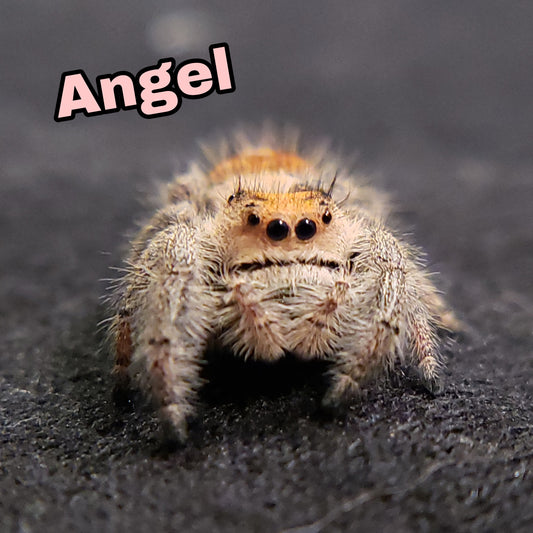 Tropical Regal Jumping Spider - Jumping Spiders For Sale - Spiders Source - #1 Regal Jumping Spider Store