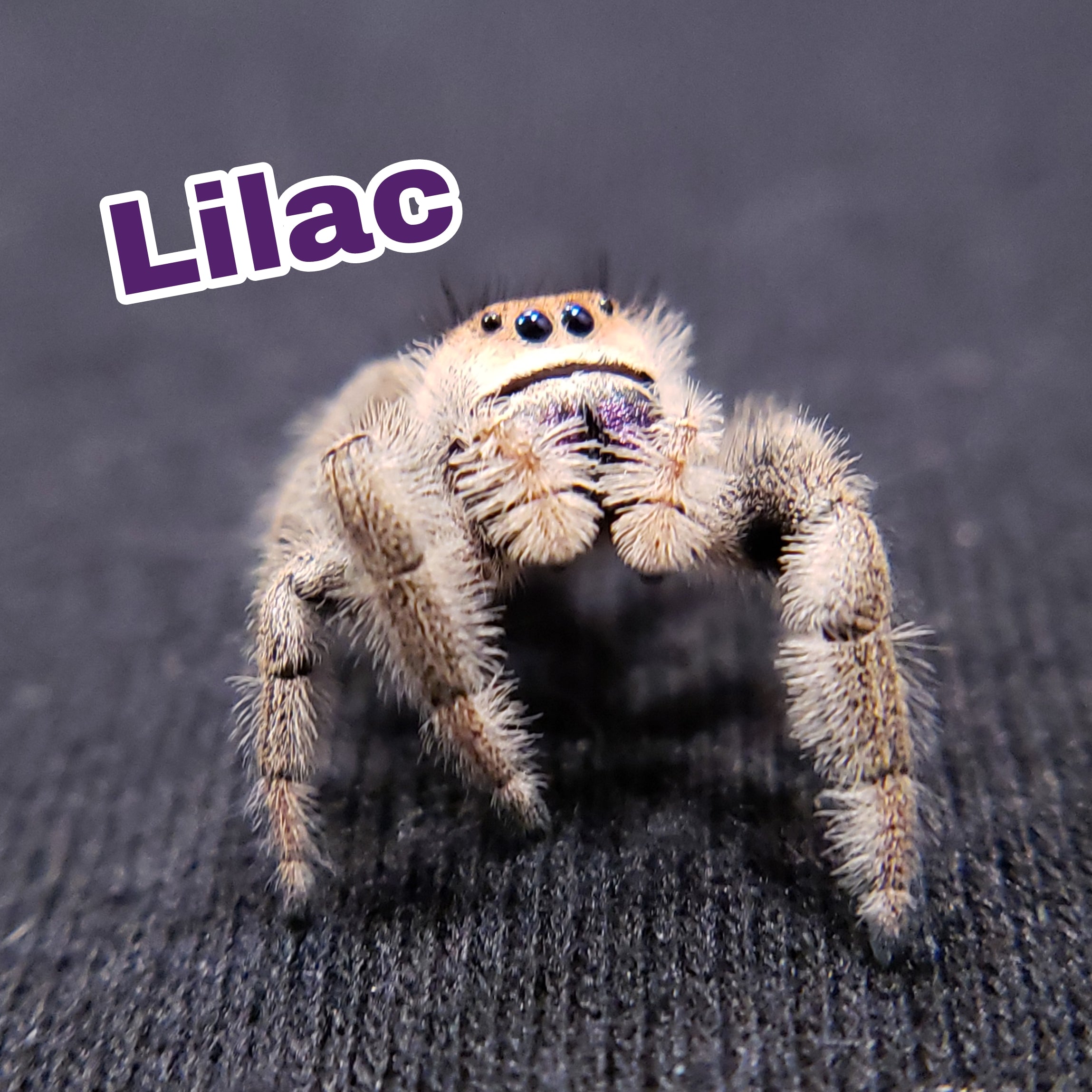 Peach Regal Jumping Spider - Jumping Spiders For Sale - Spiders Source - #1 Regal Jumping Spider Store
