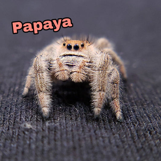 Peach Regal Jumping Spider - Jumping Spiders For Sale - Spiders Source - #1 Regal Jumping Spider Store