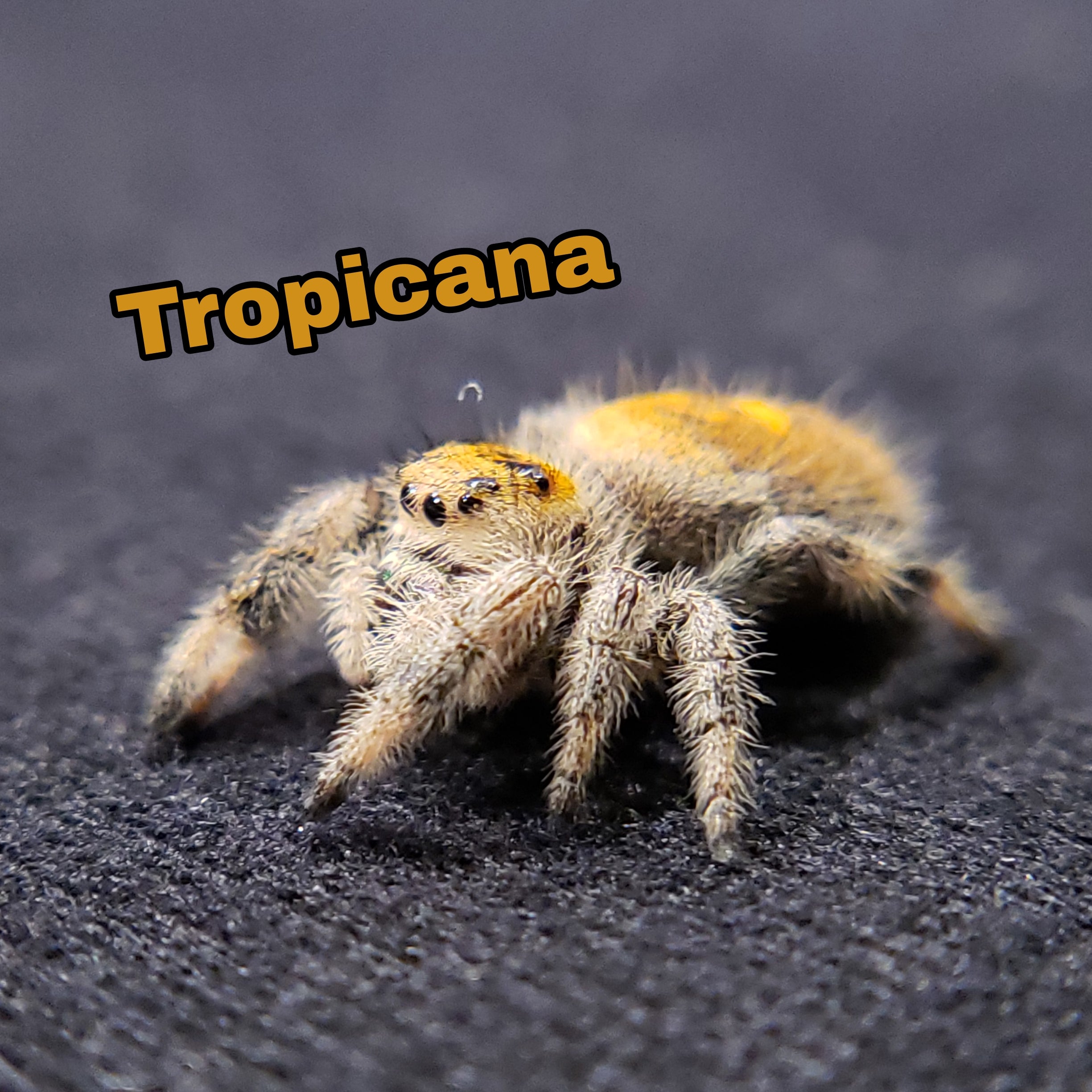 Tropical Regal Jumping Spider - Jumping Spiders For Sale - Spiders Source - #1 Regal Jumping Spider Store