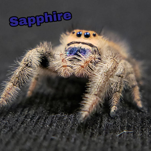 Regal Jumping Spider "Sapphire"