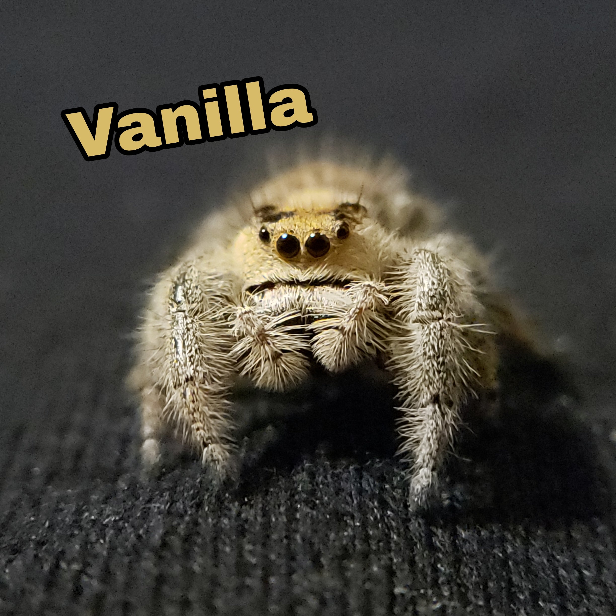 Vanilla Regal Jumping Spider - Jumping Spiders For Sale - Spiders Source - #1 Regal Jumping Spider Store