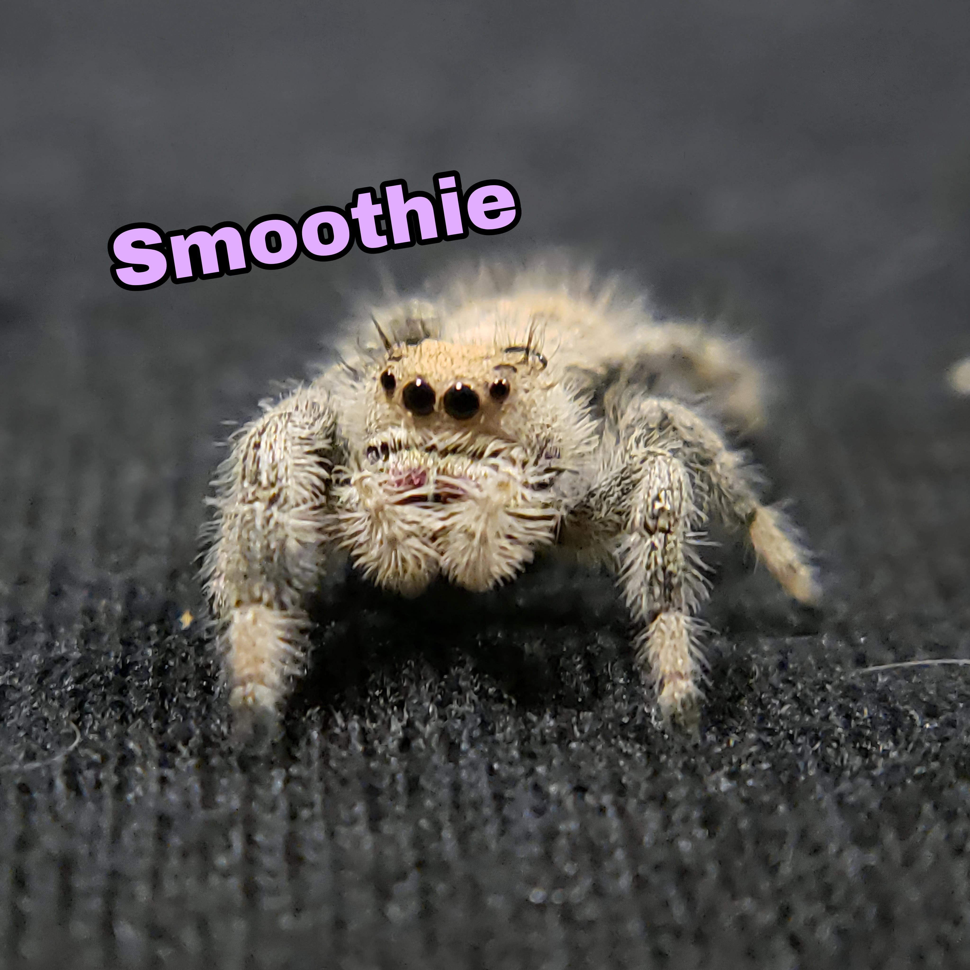 Vanilla Regal Jumping Spider - Jumping Spiders For Sale - Spiders Source - #1 Regal Jumping Spider Store