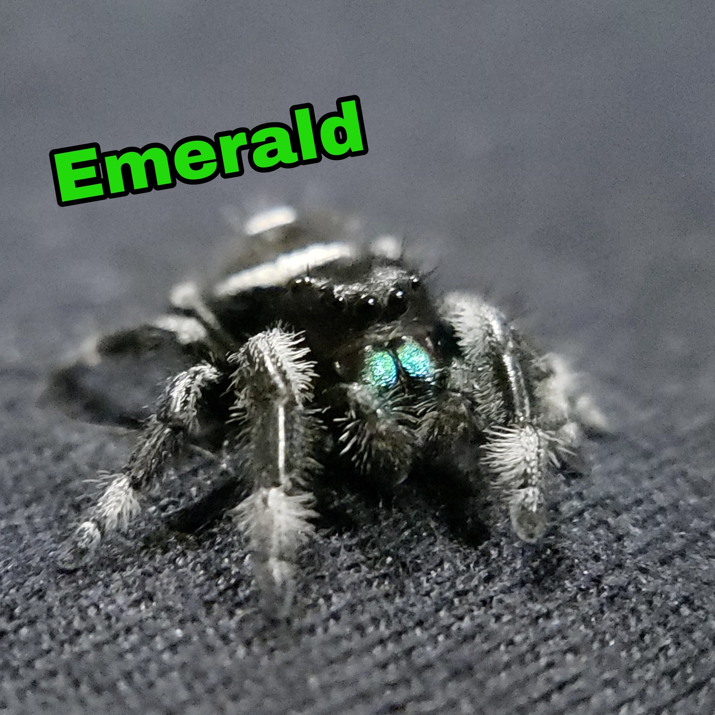 Jumping spider for sale, emerald, spider, salticidae