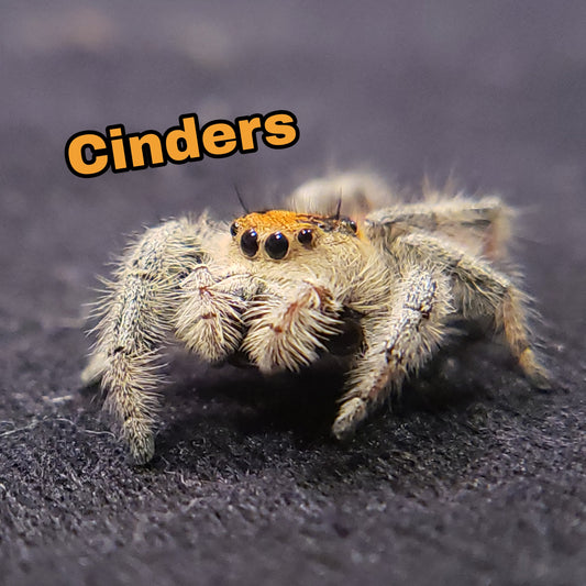 Regal Jumping Spider "Cinders"