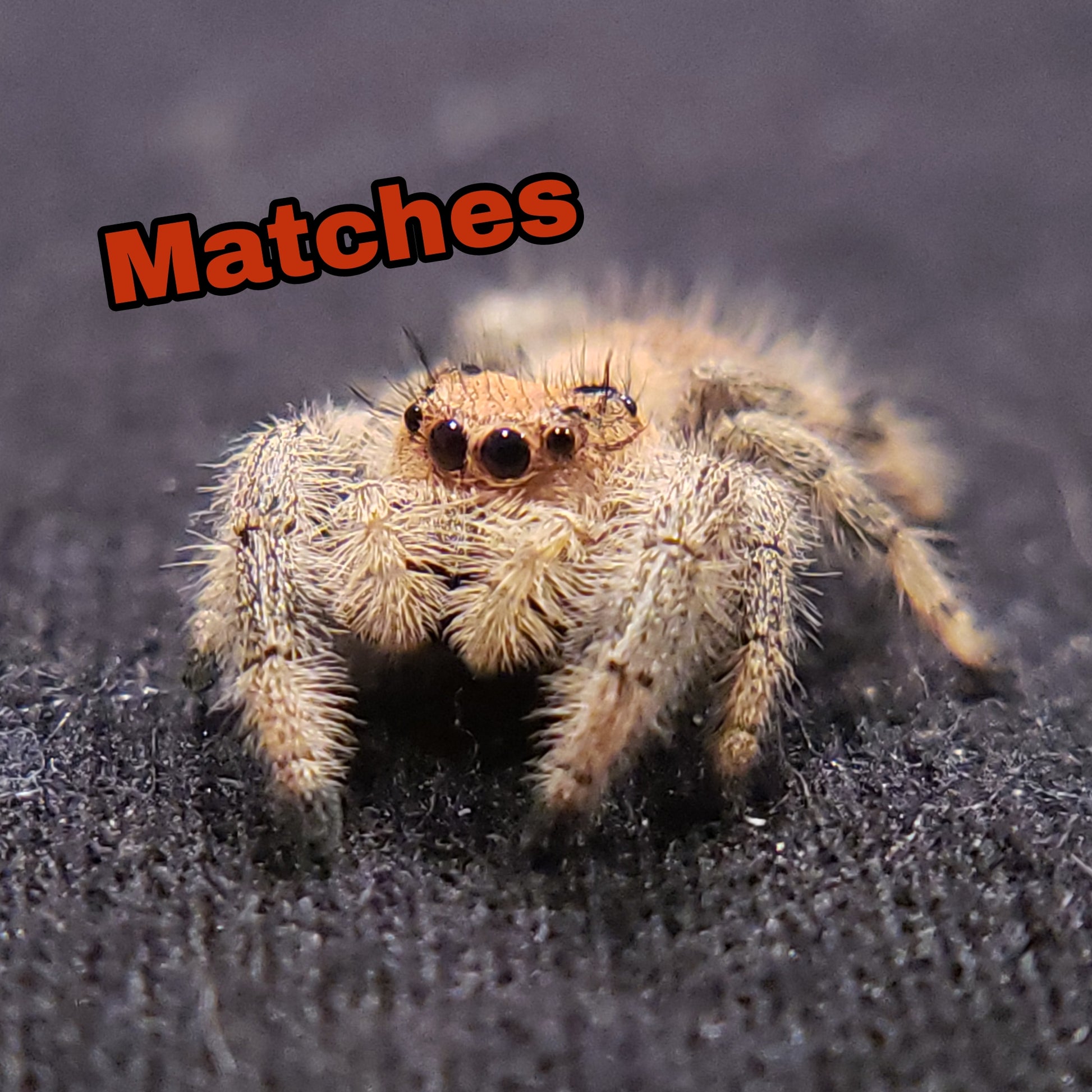 Regal Jumping Spider "Matches" - Jumping Spiders For Sale - Spiders Source - #1 Regal Jumping Spider Store