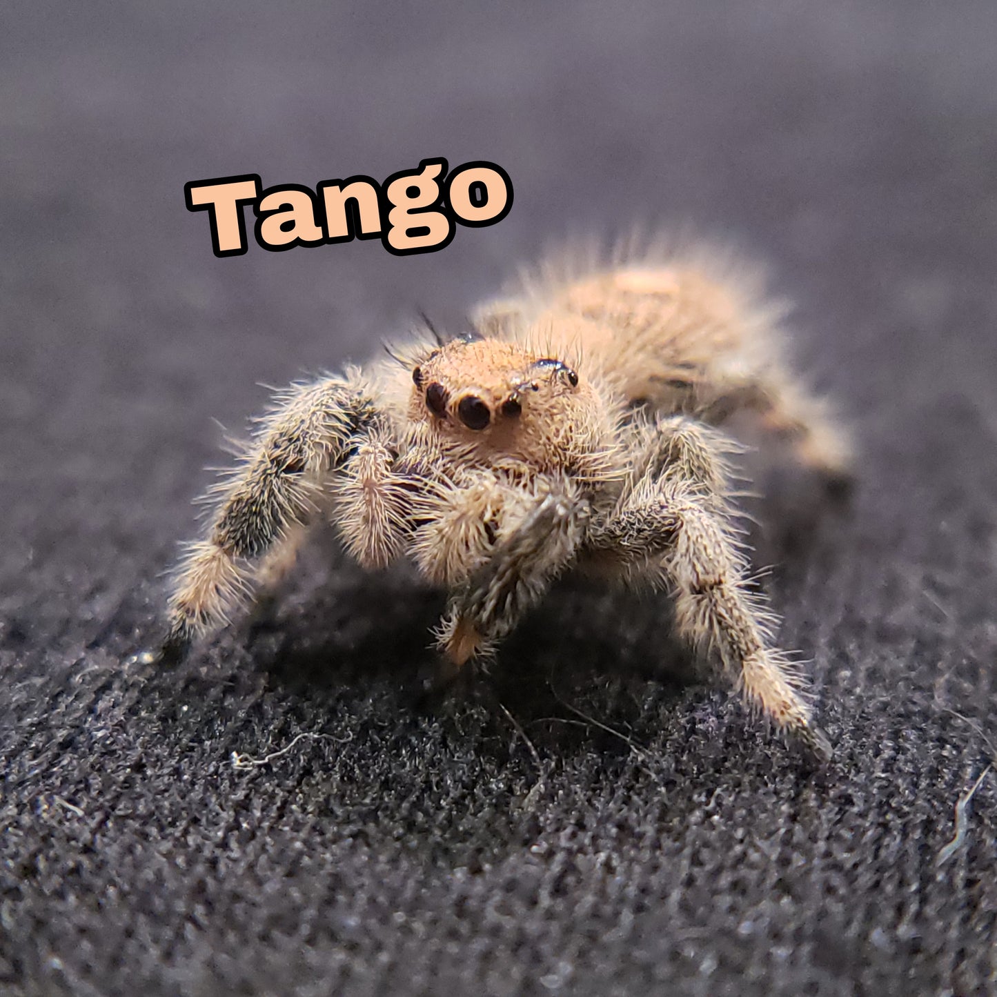 Regal Jumping Spider "Tango" - Jumping Spiders For Sale - Spiders Source - #1 Regal Jumping Spider Store