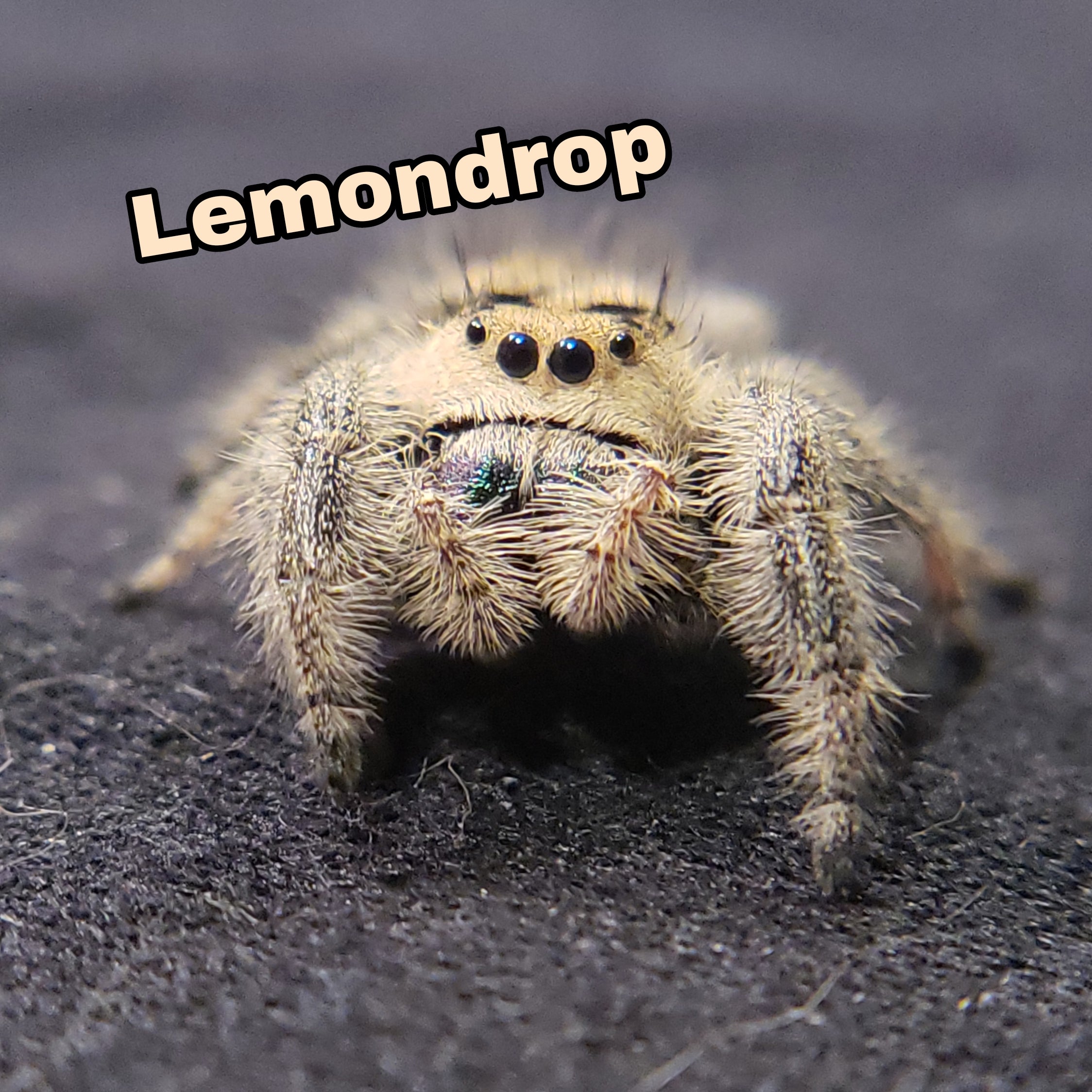 Regal Jumping Spider "Lemondrop" - Jumping Spiders For Sale - Spiders Source - #1 Regal Jumping Spider Store