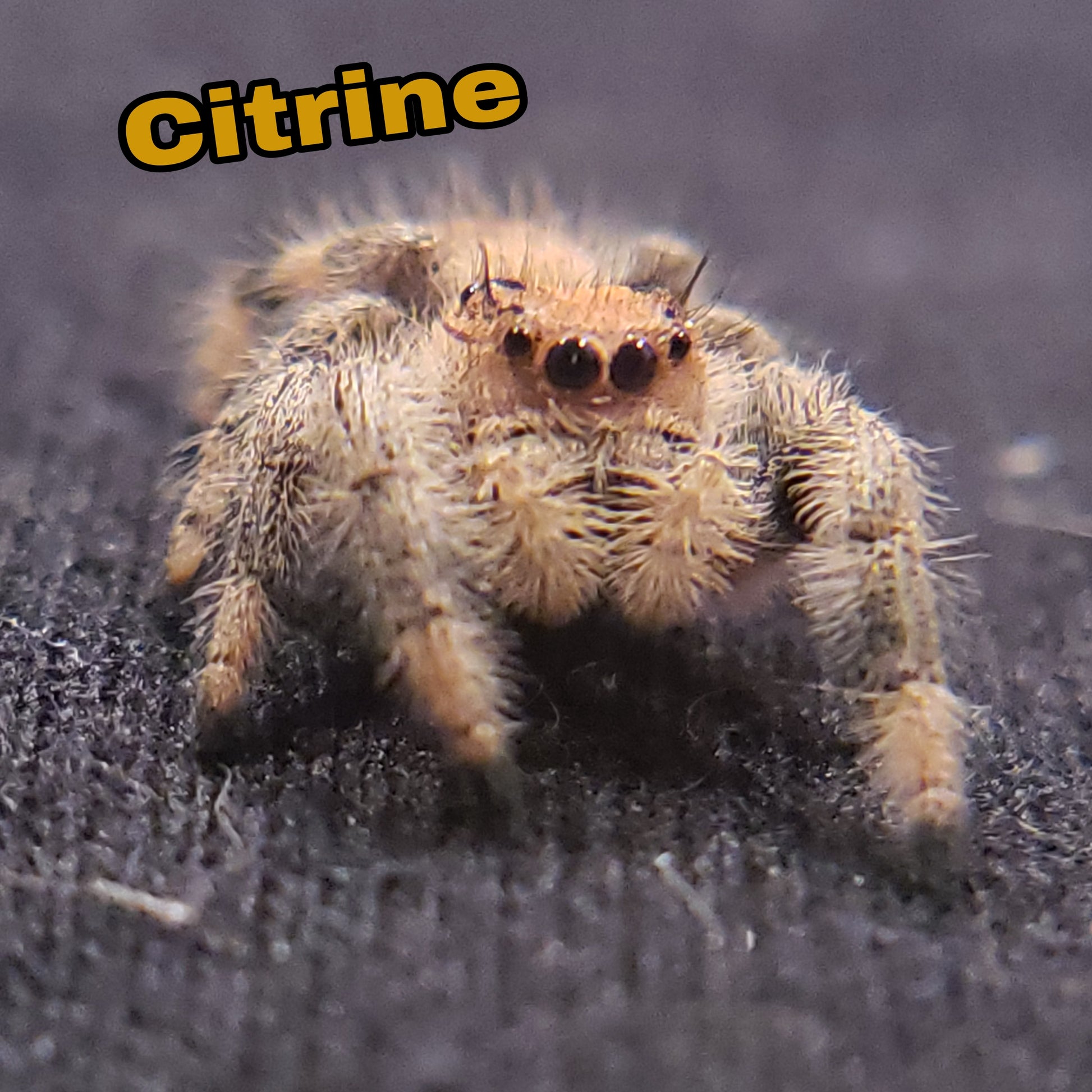Regal Jumping Spider "Citrine" - Jumping Spiders For Sale - Spiders Source - #1 Regal Jumping Spider Store