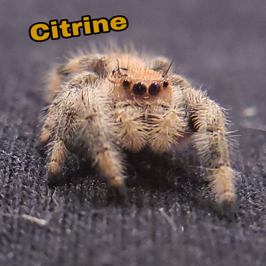 Regal Jumping Spider "Citrine"