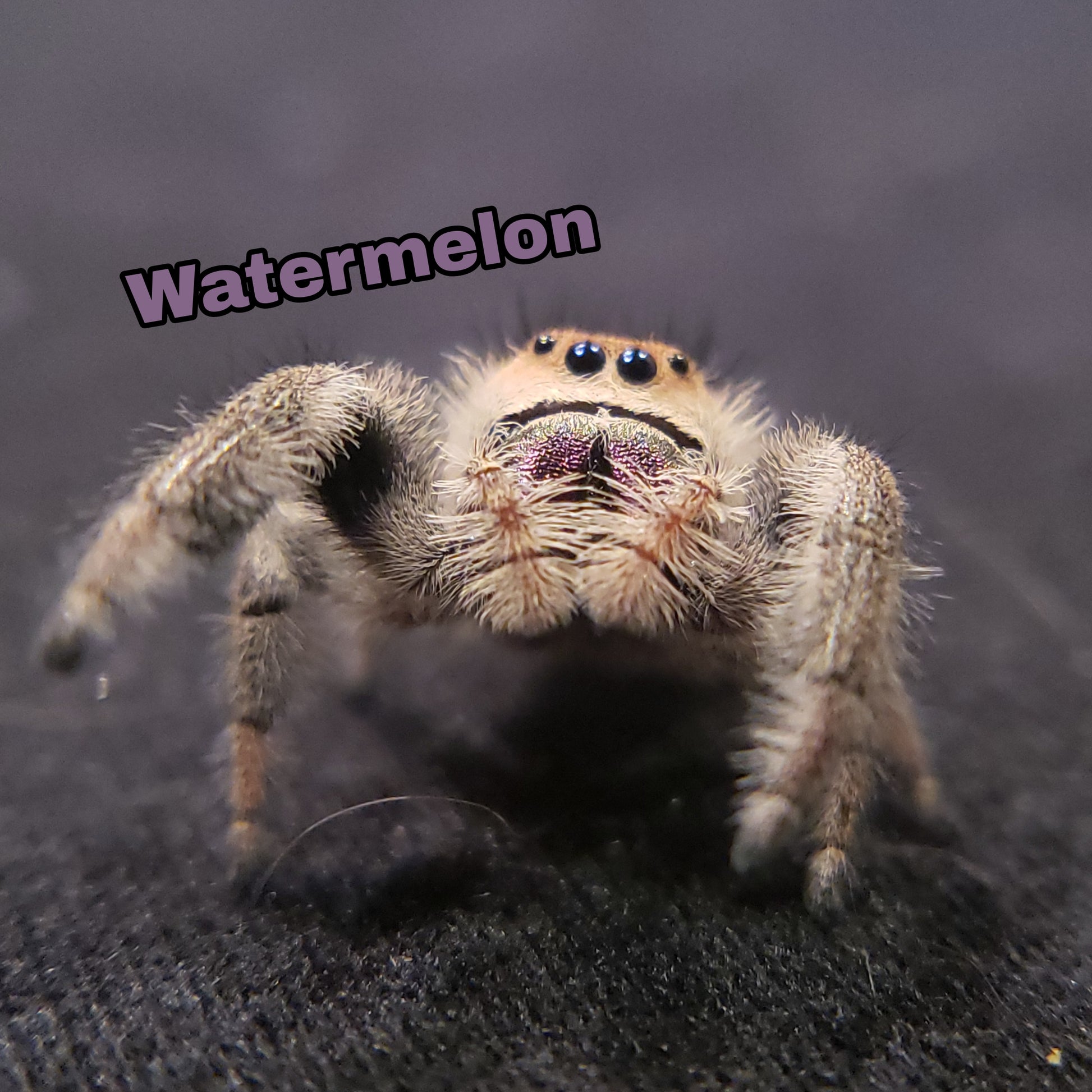 Regal Jumping Spider "Watermelon" - Jumping Spiders For Sale - Spiders Source - #1 Regal Jumping Spider Store