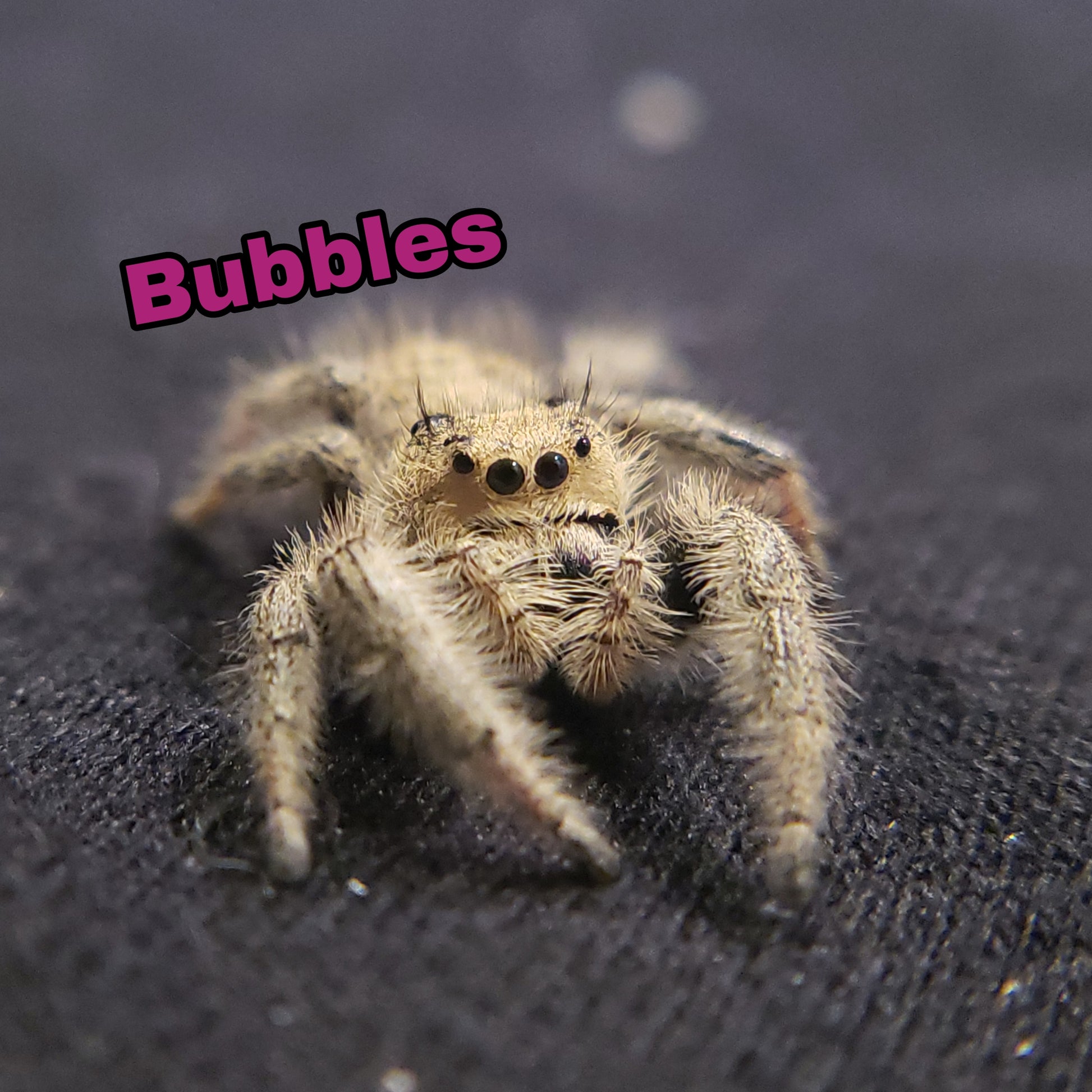 Bubble Spider 